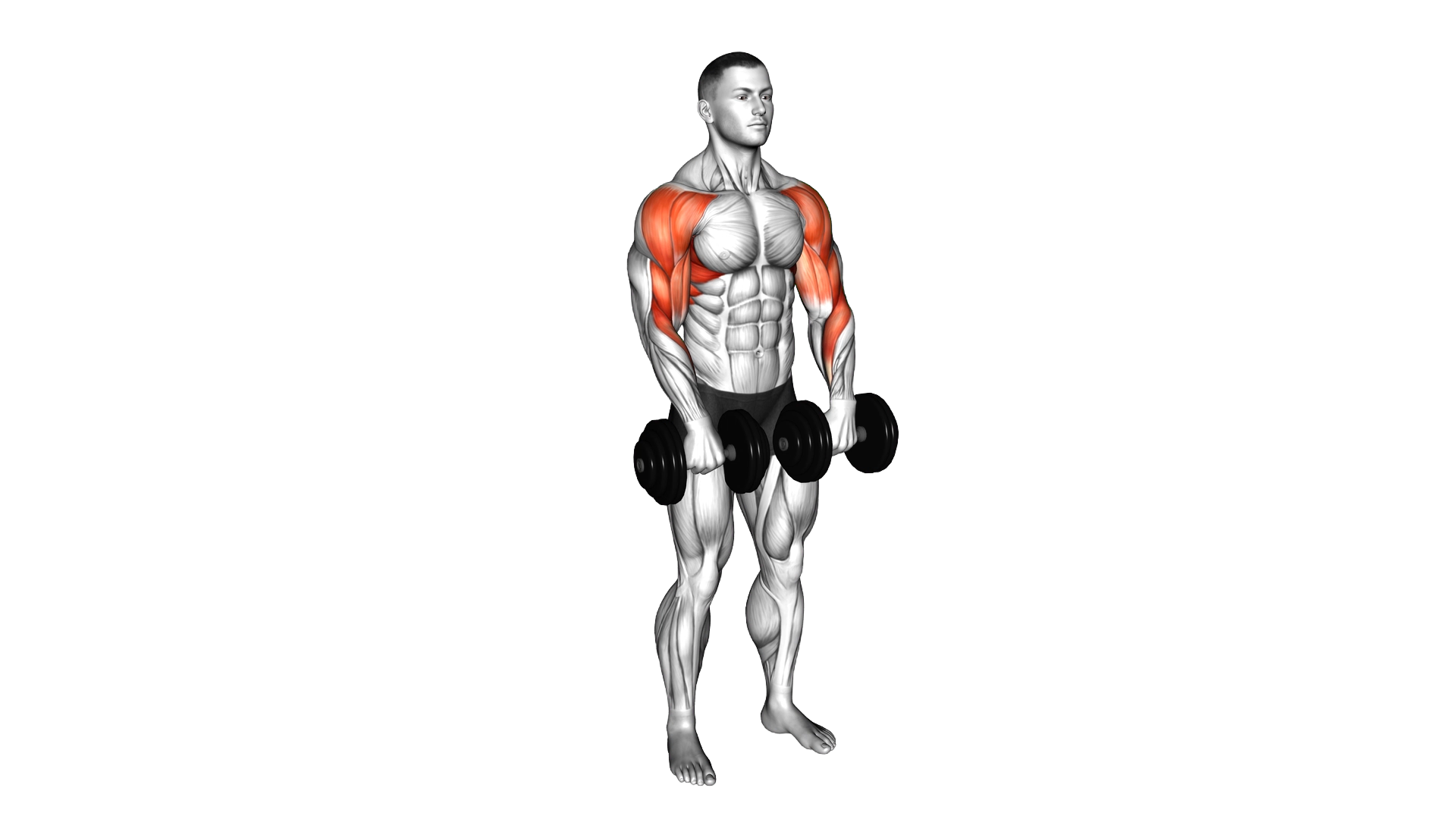 Dumbbell Upright Row exercise demonstration