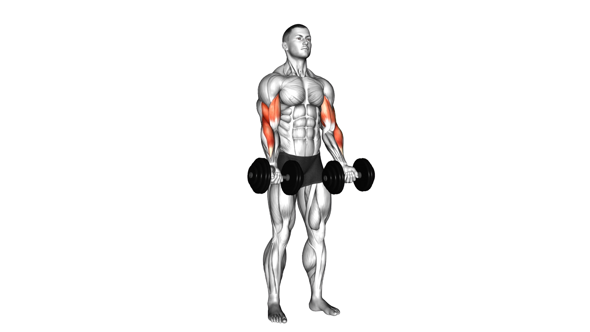 Dumbbell Zottman Curl exercise demonstration