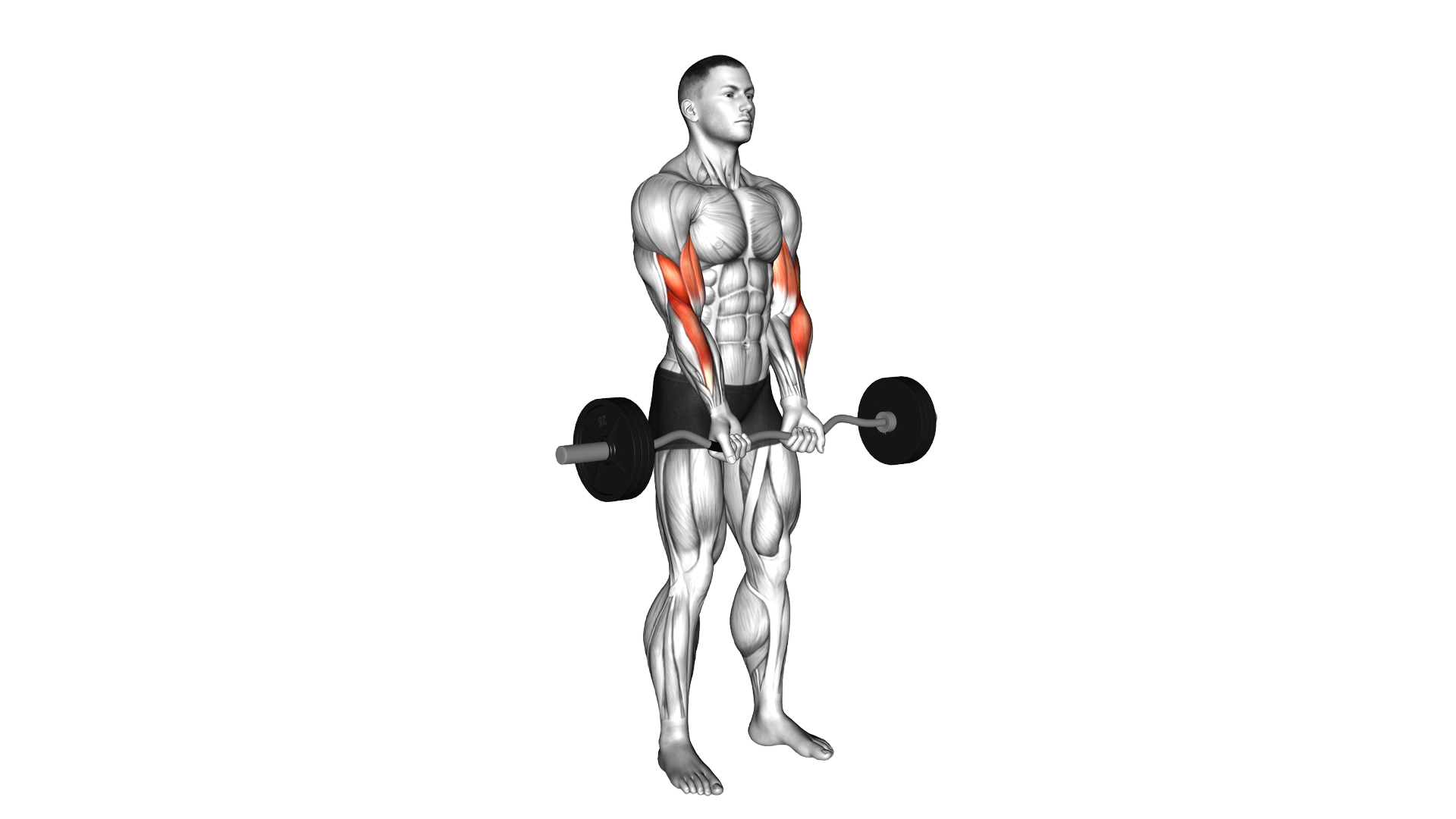 EZ Barbell Close grip Curl exercise thumbnail