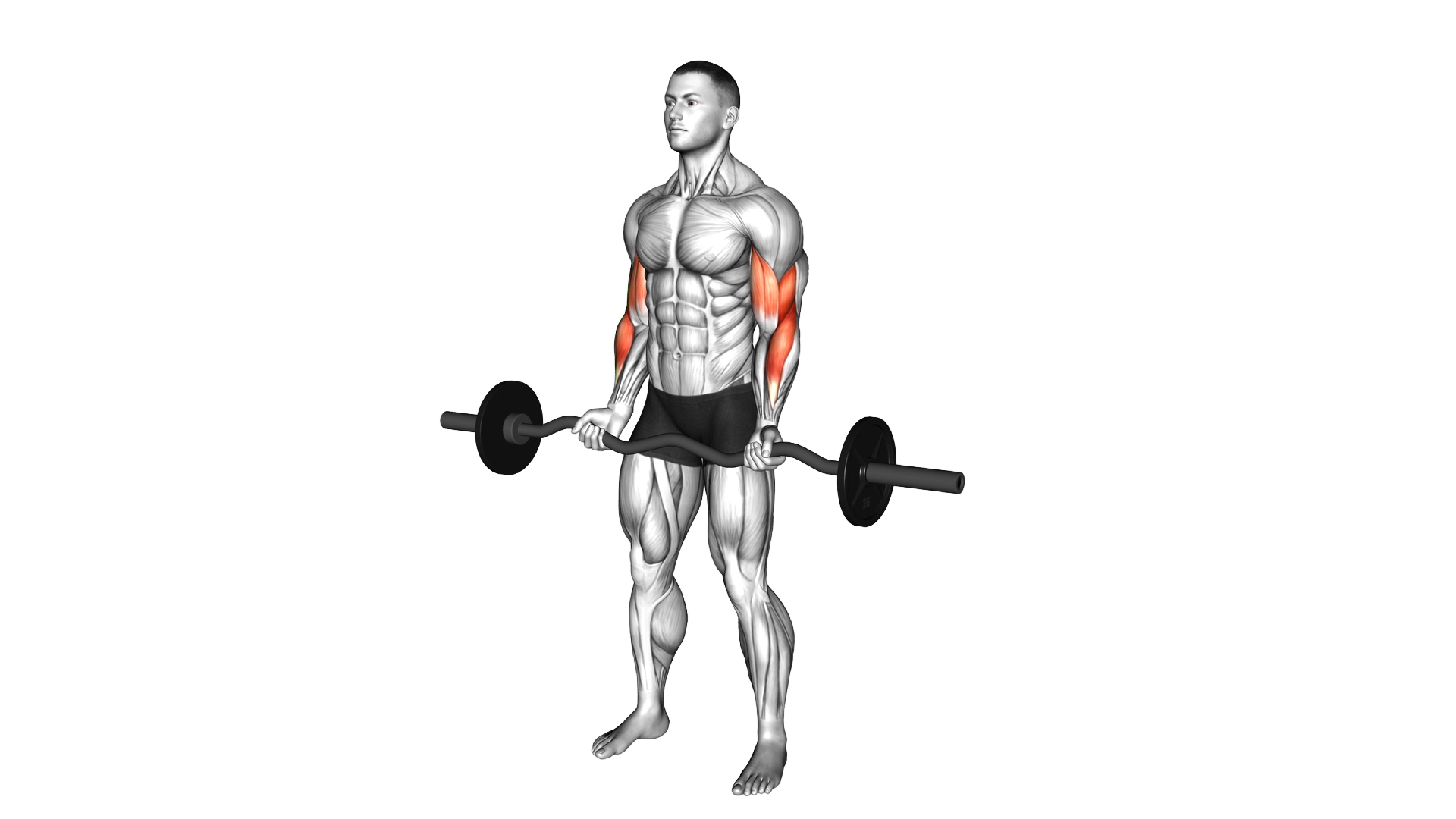 EZ Barbell Curl exercise thumbnail