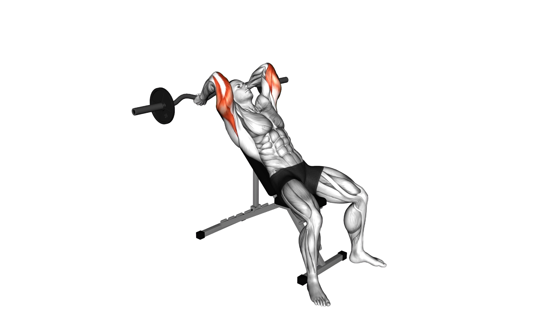 EZ Barbell Incline Triceps Extension exercise demonstration