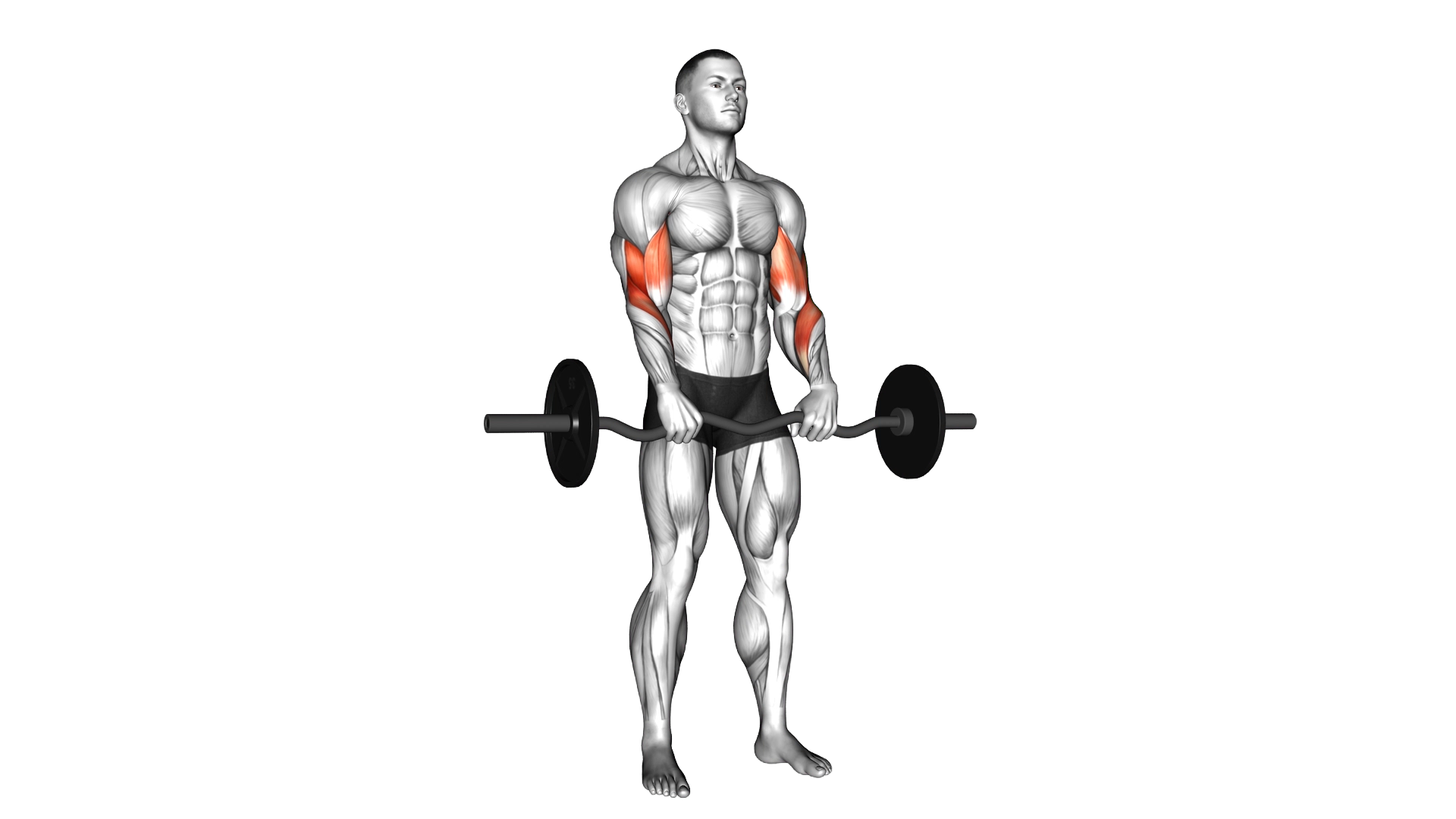 EZ Barbell Reverse Grip Curl exercise demonstration