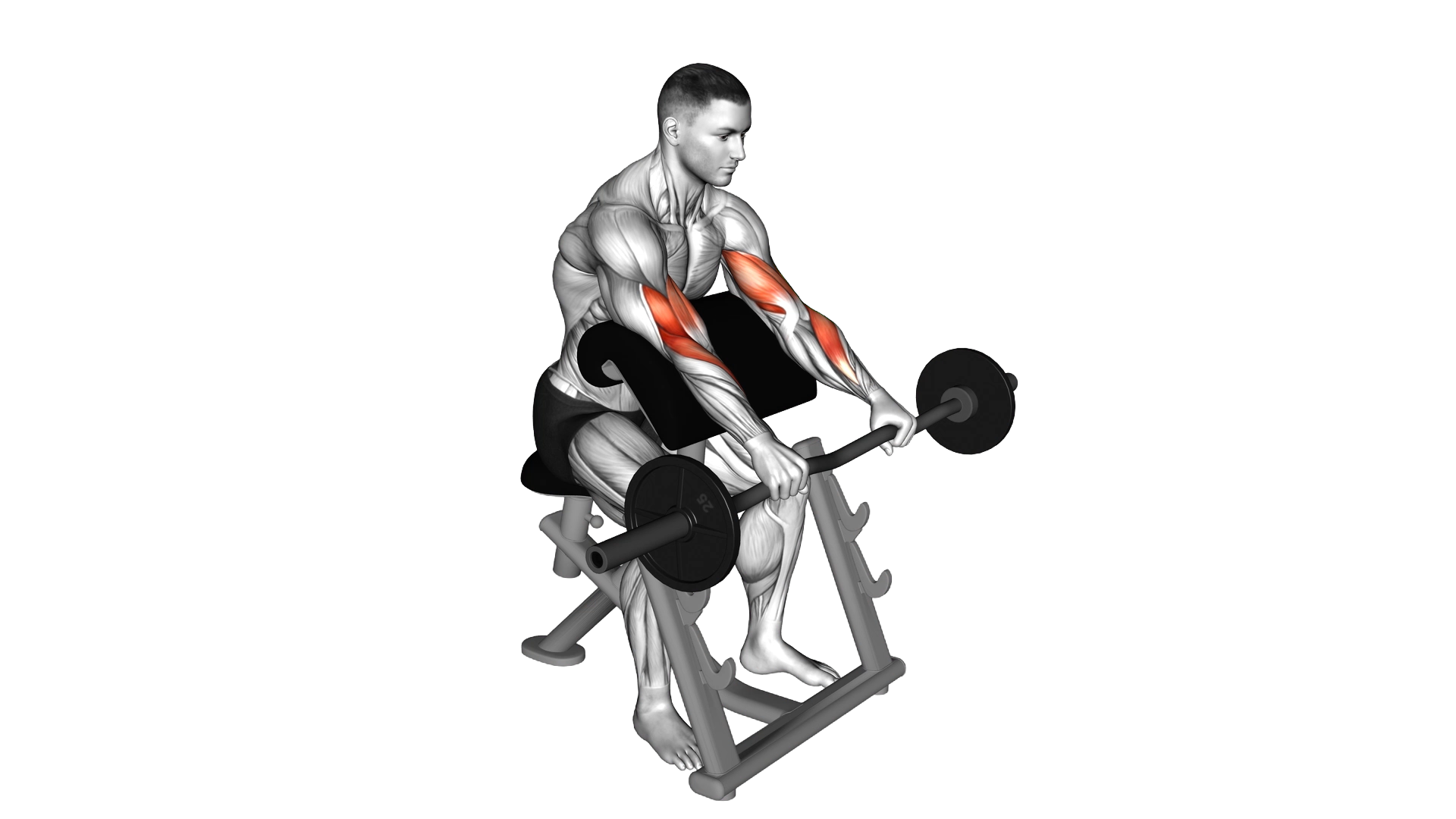 EZ Barbell Reverse grip Preacher Curl exercise demonstration