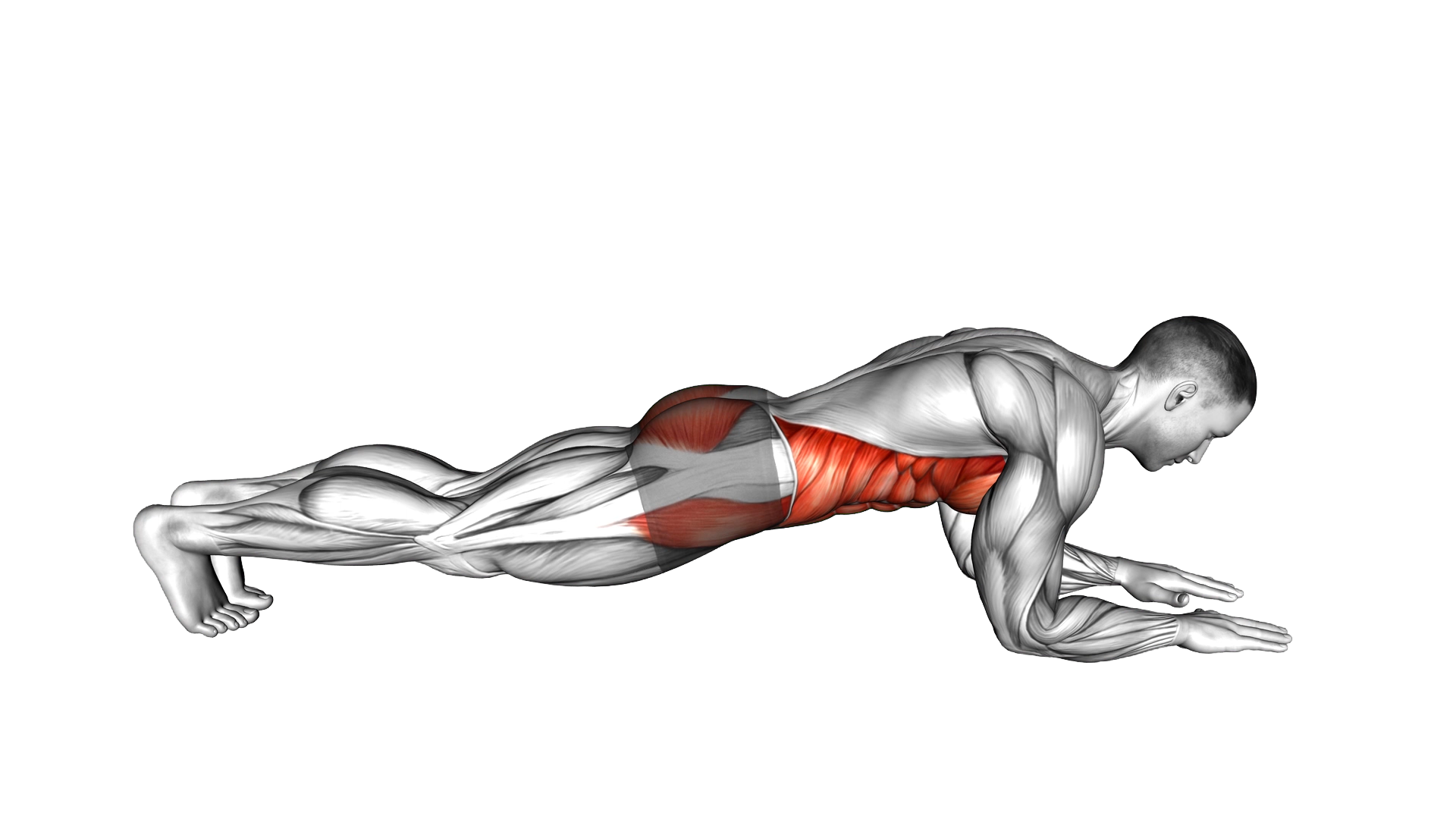 Front Elbow Plank exercise demonstration