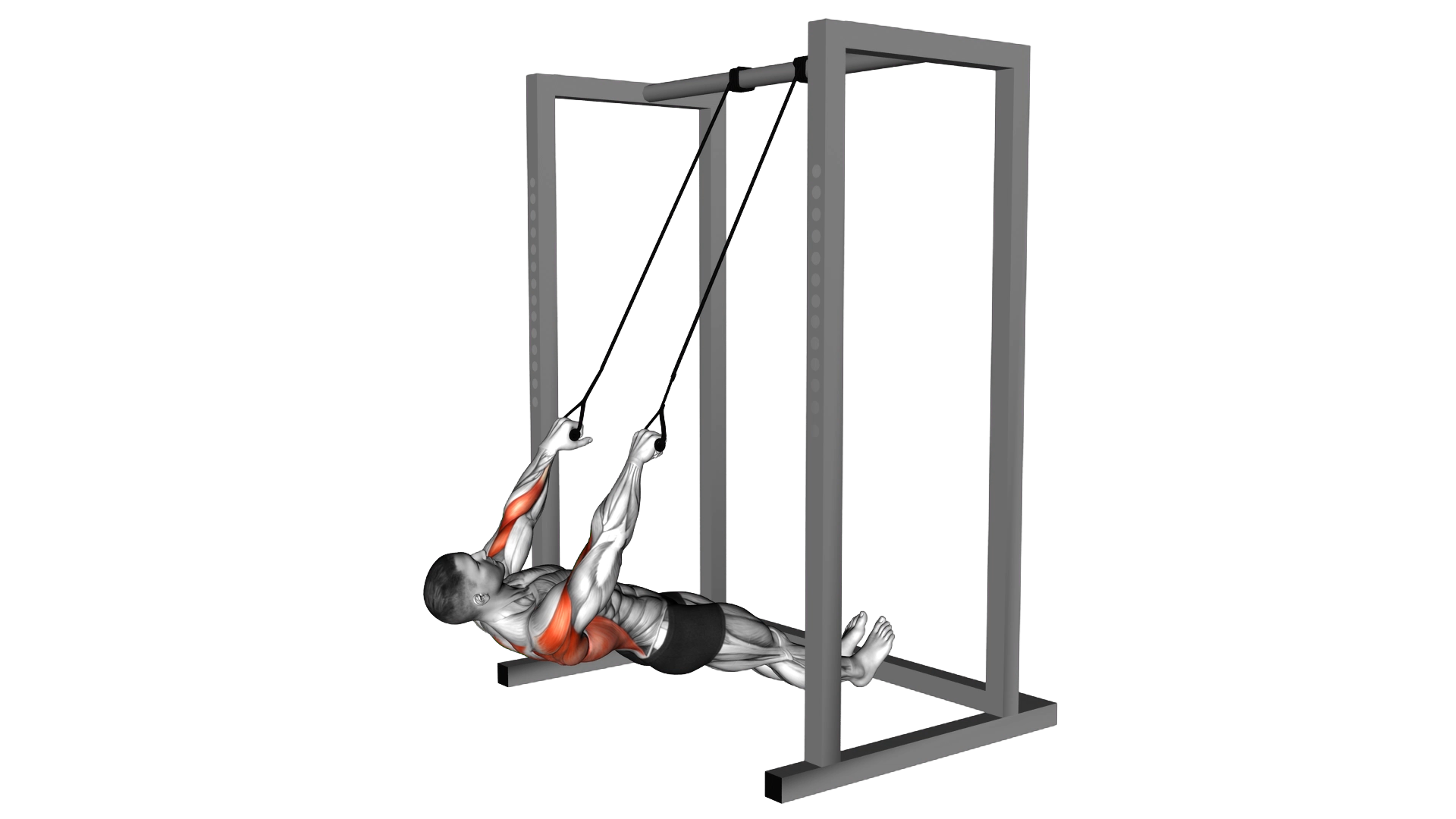 Inverted Row with Straps exercise demonstration