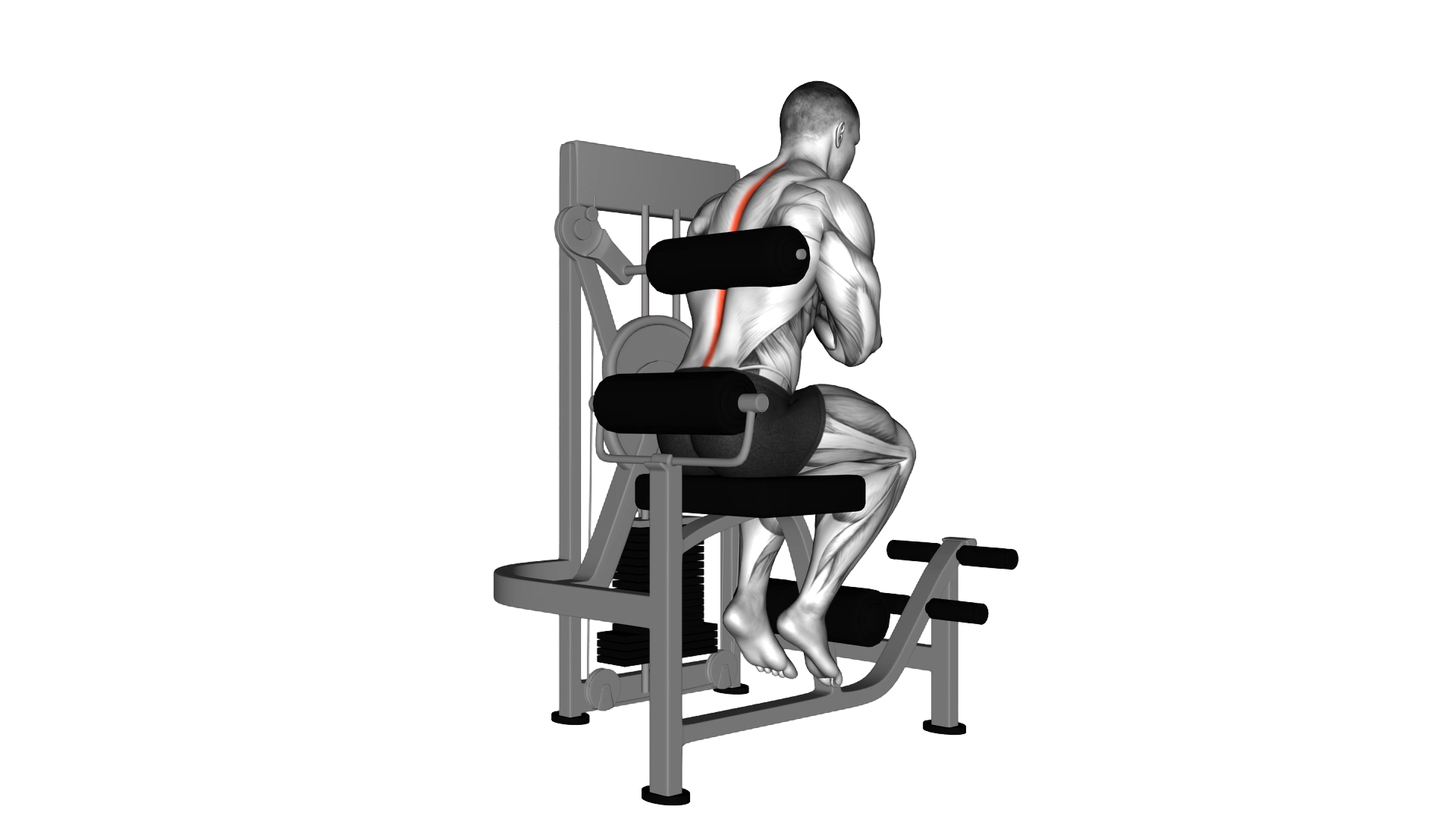 Lever Back Extension exercise thumbnail