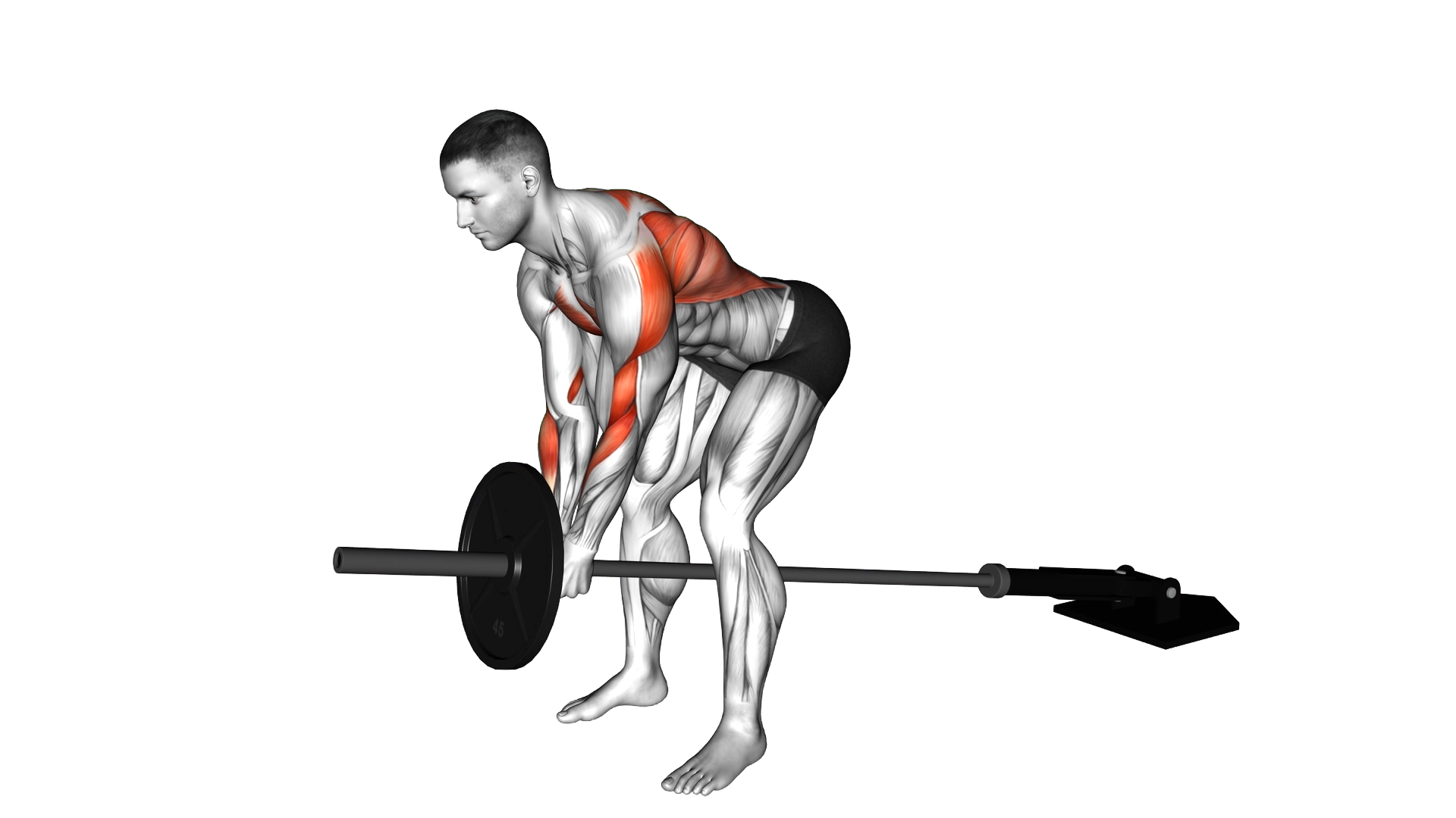 Lever Bent over Row (plate loaded) exercise thumbnail