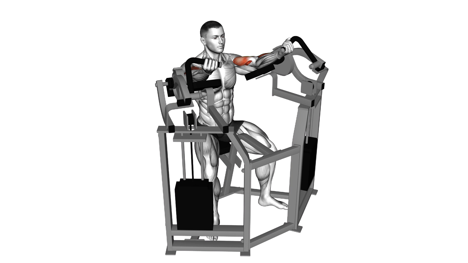 Lever Bicep Curl exercise thumbnail