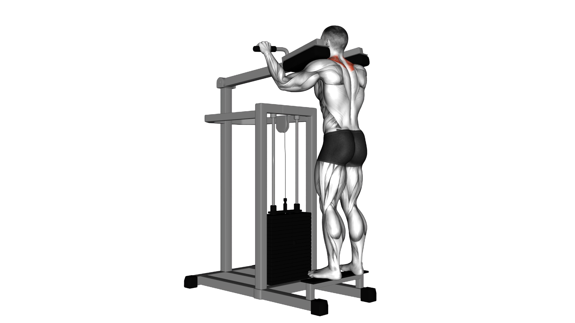 Lever Gripless Shrug exercise thumbnail