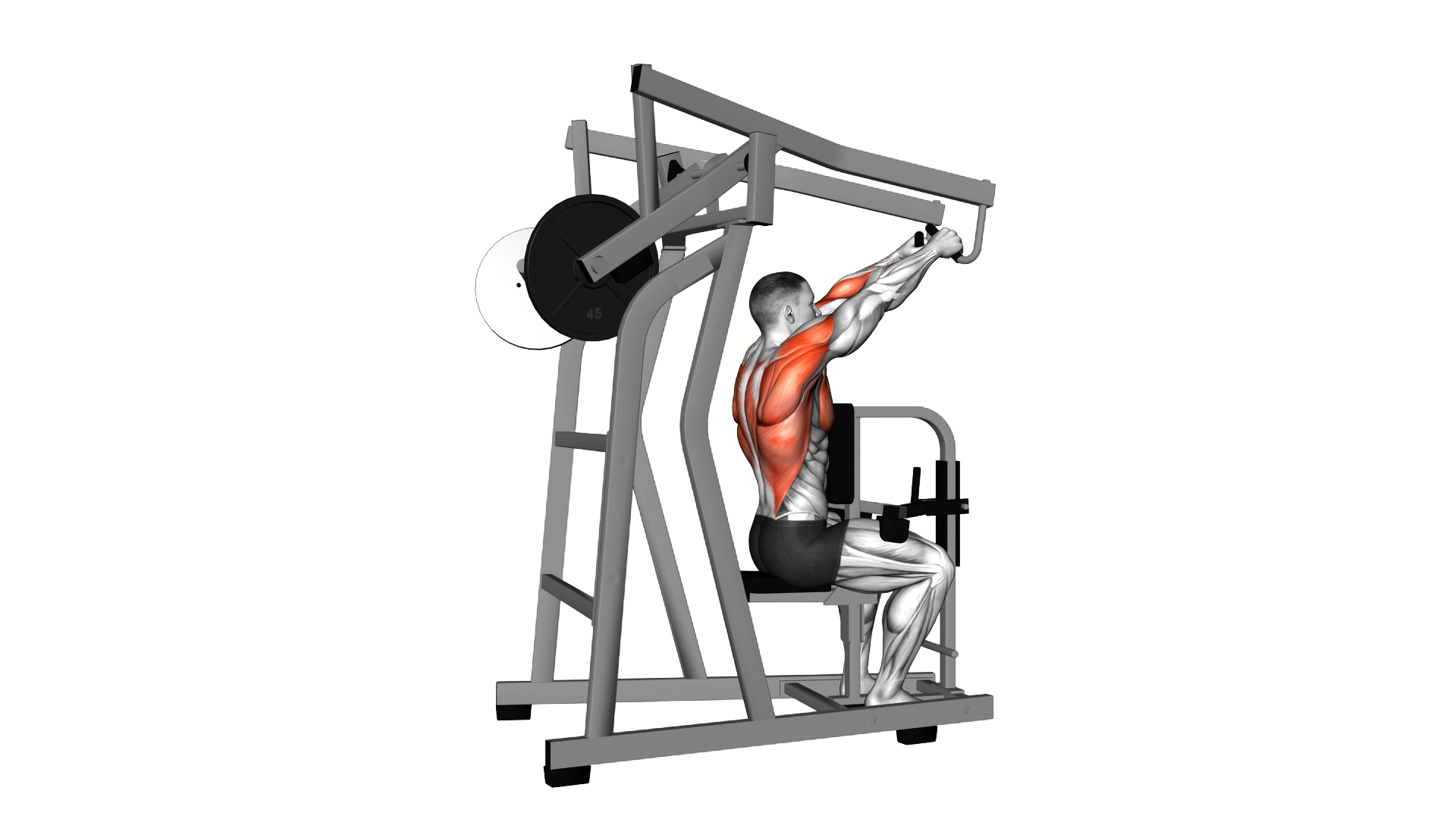 Lever High Row (plate loaded) exercise thumbnail