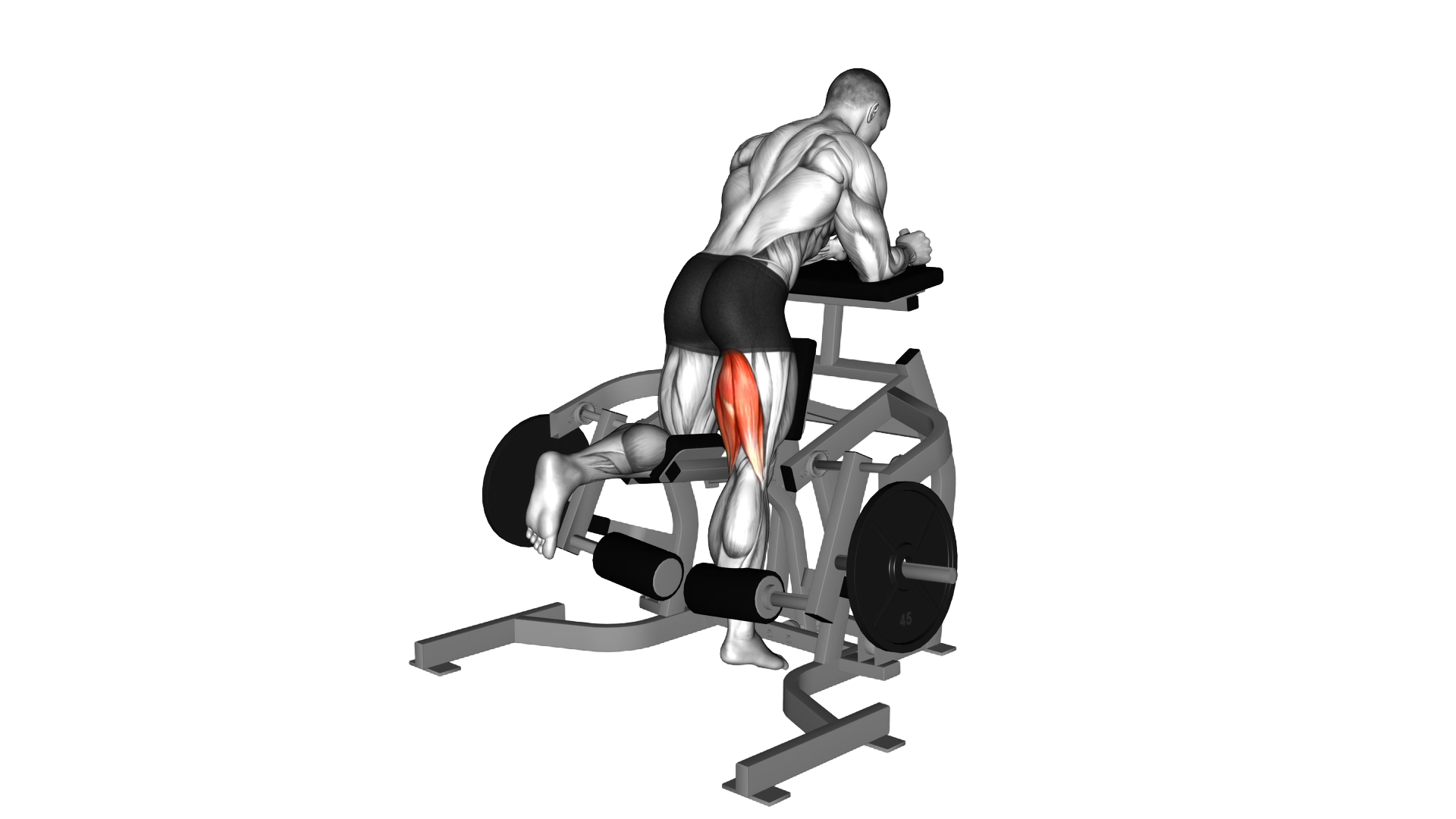 Lever Kneeling Leg Curl (plate loaded) exercise thumbnail