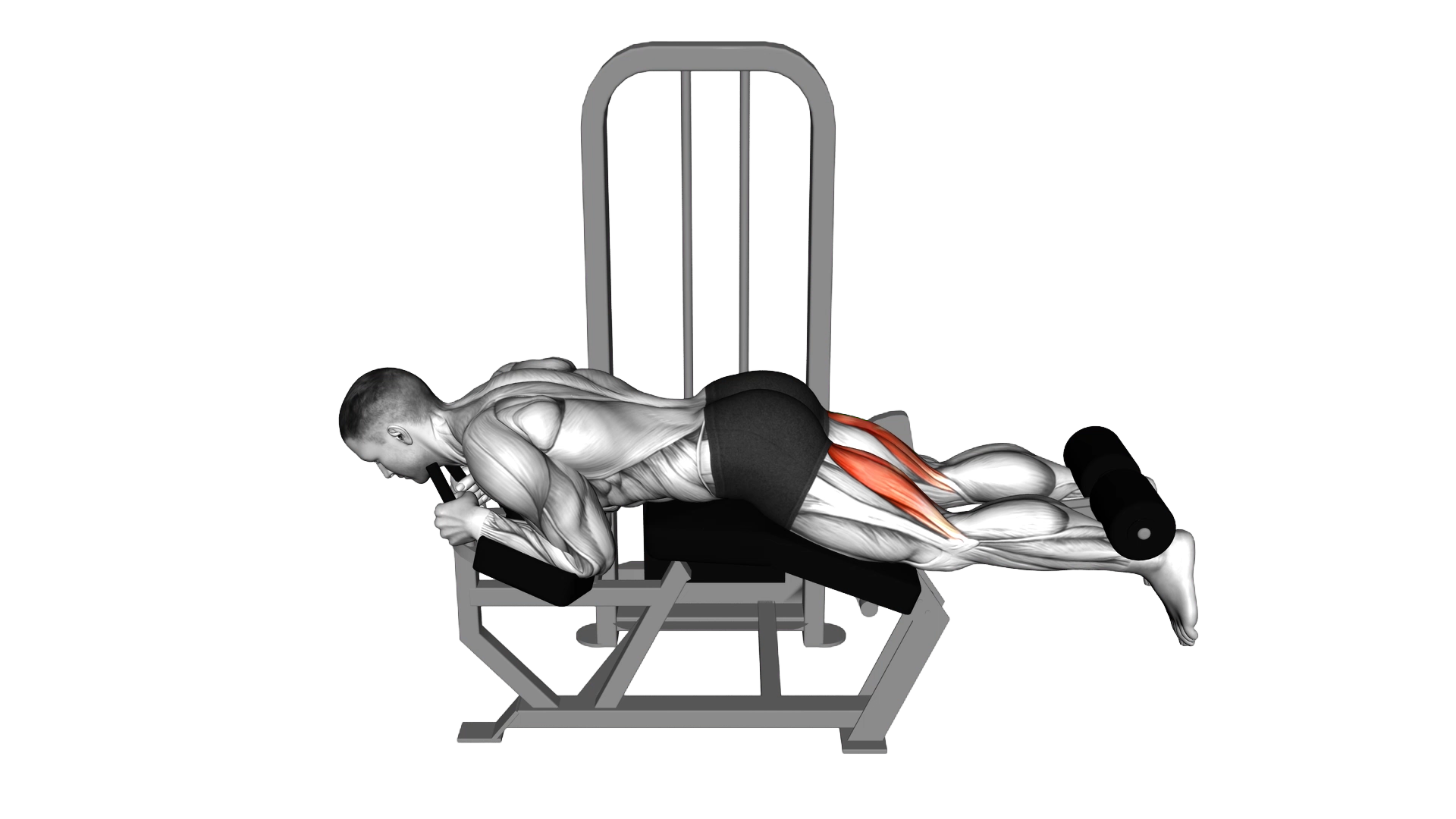 Lever Lying Leg Curl exercise thumbnail