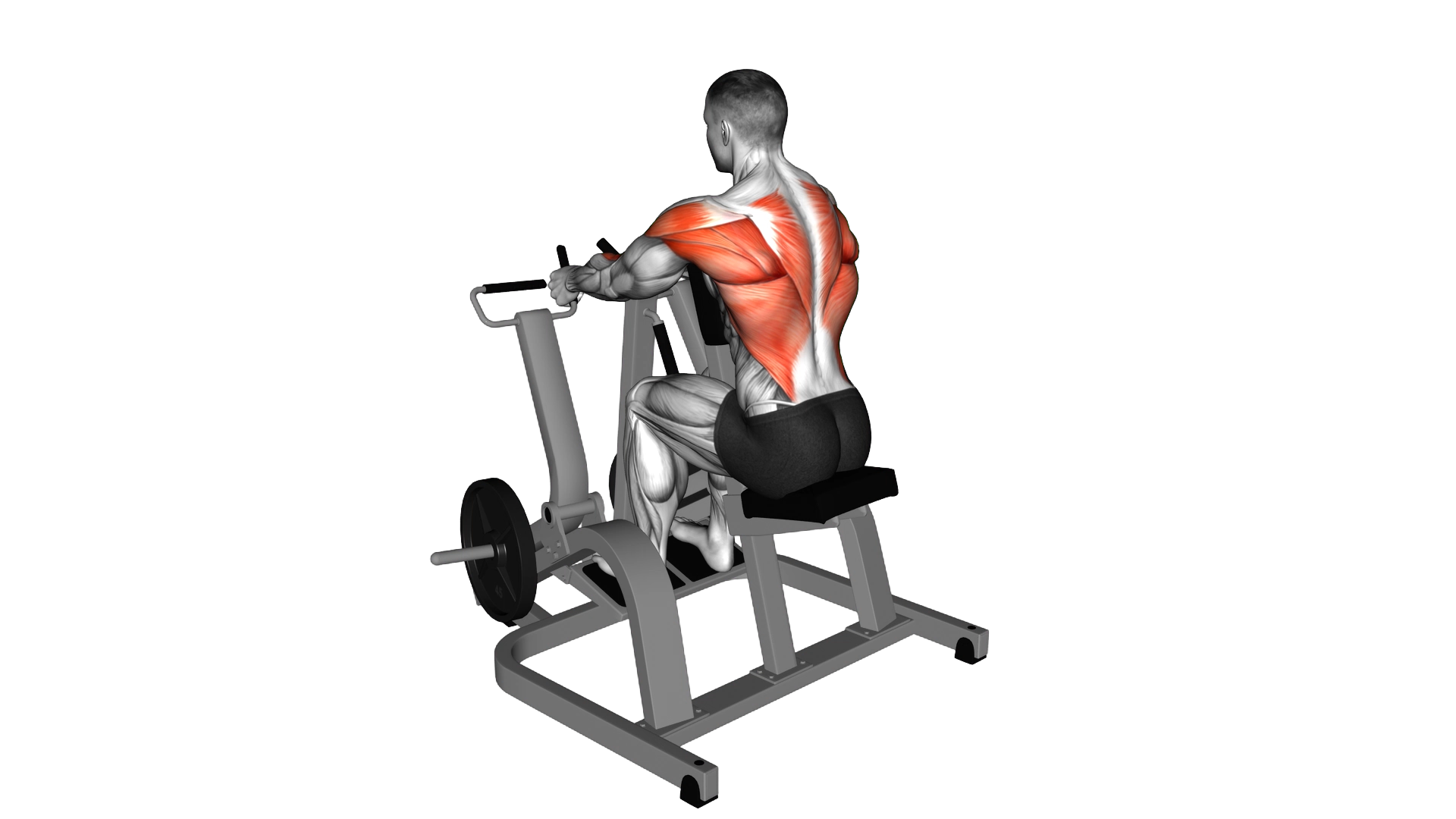 Lever Neutral Grip Seated Row (plate loaded) exercise thumbnail