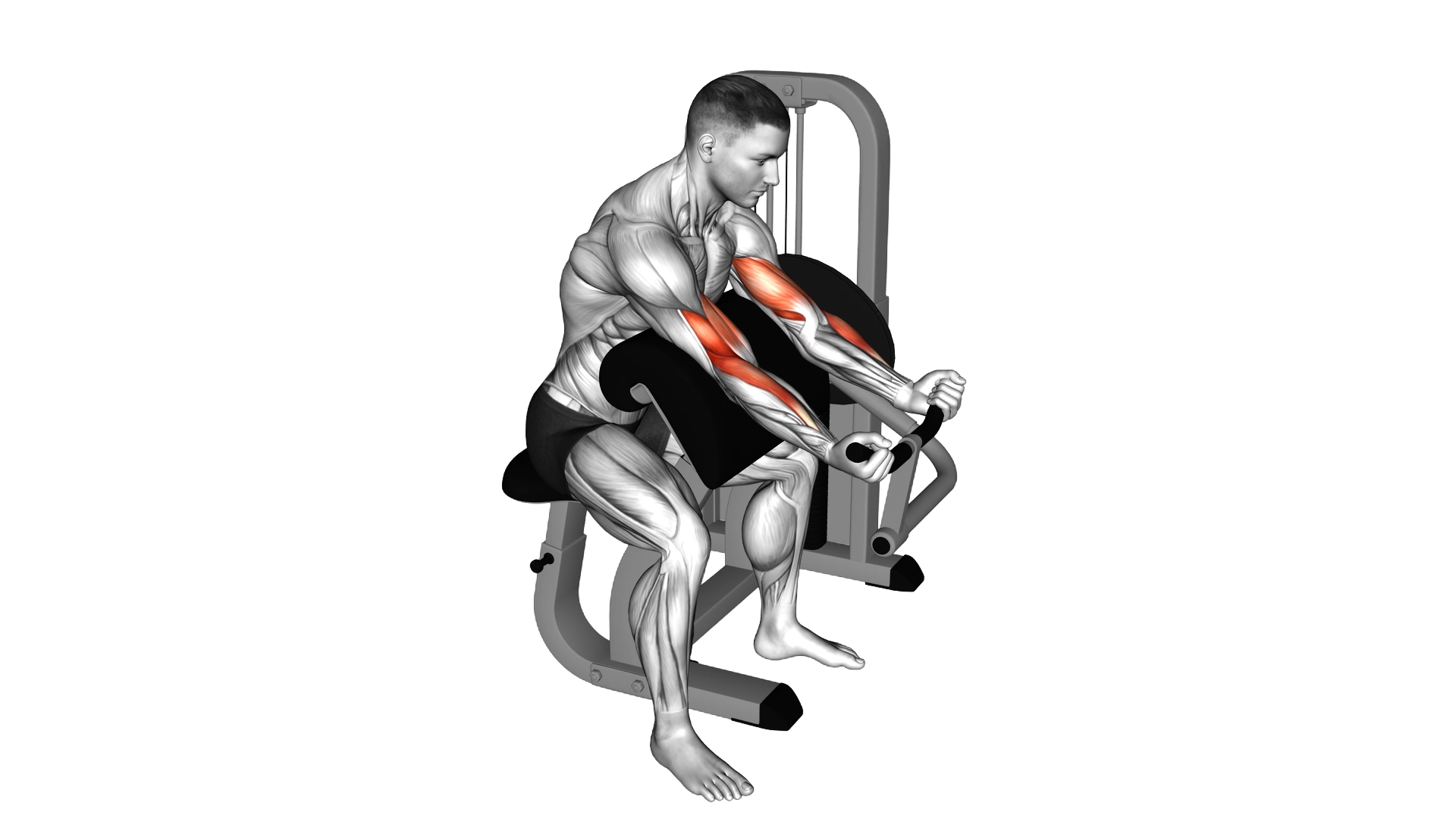 Lever Preacher Curl exercise thumbnail