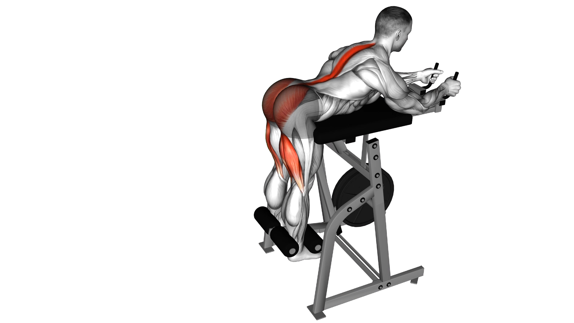 Lever Reverse Hyperextension (plate loaded) exercise demonstration