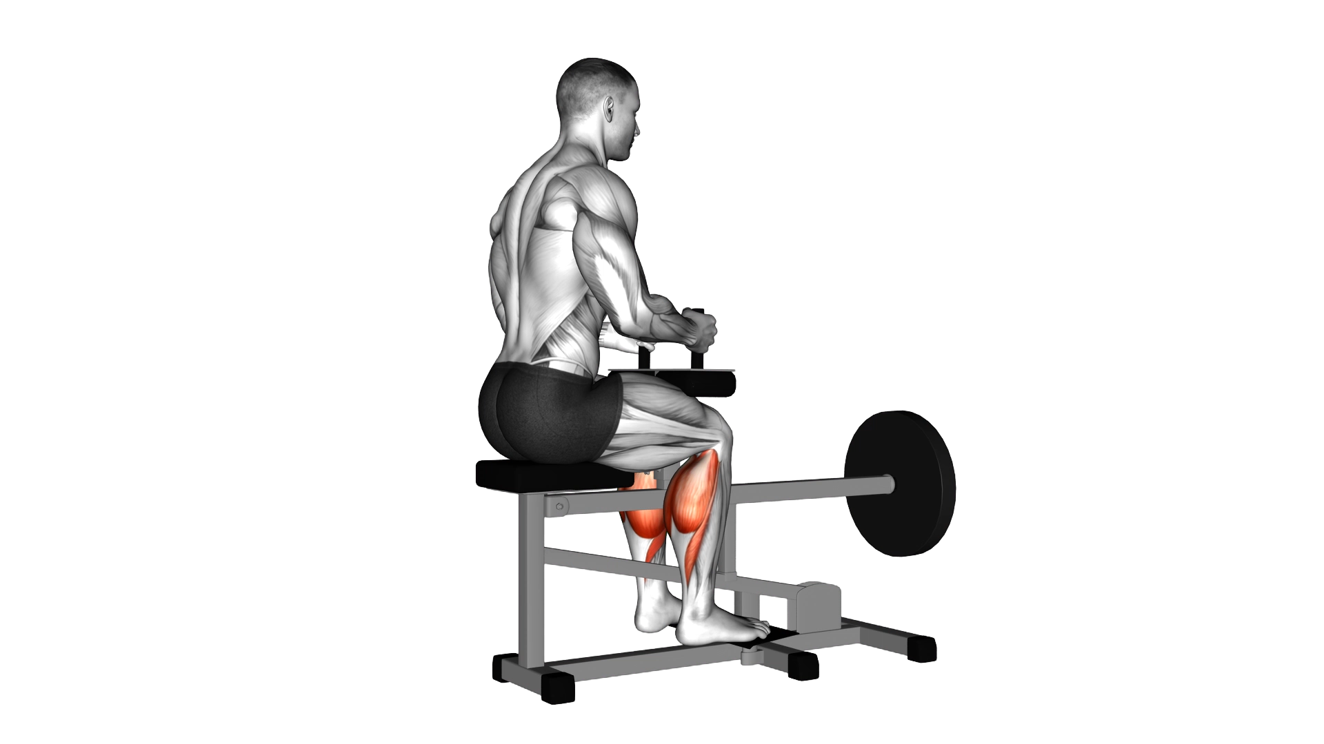 Lever Seated Calf Raise (plate loaded) exercise demonstration