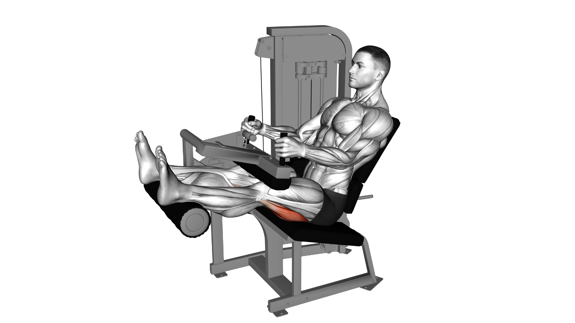 Lever Seated Leg Curl exercise demonstration