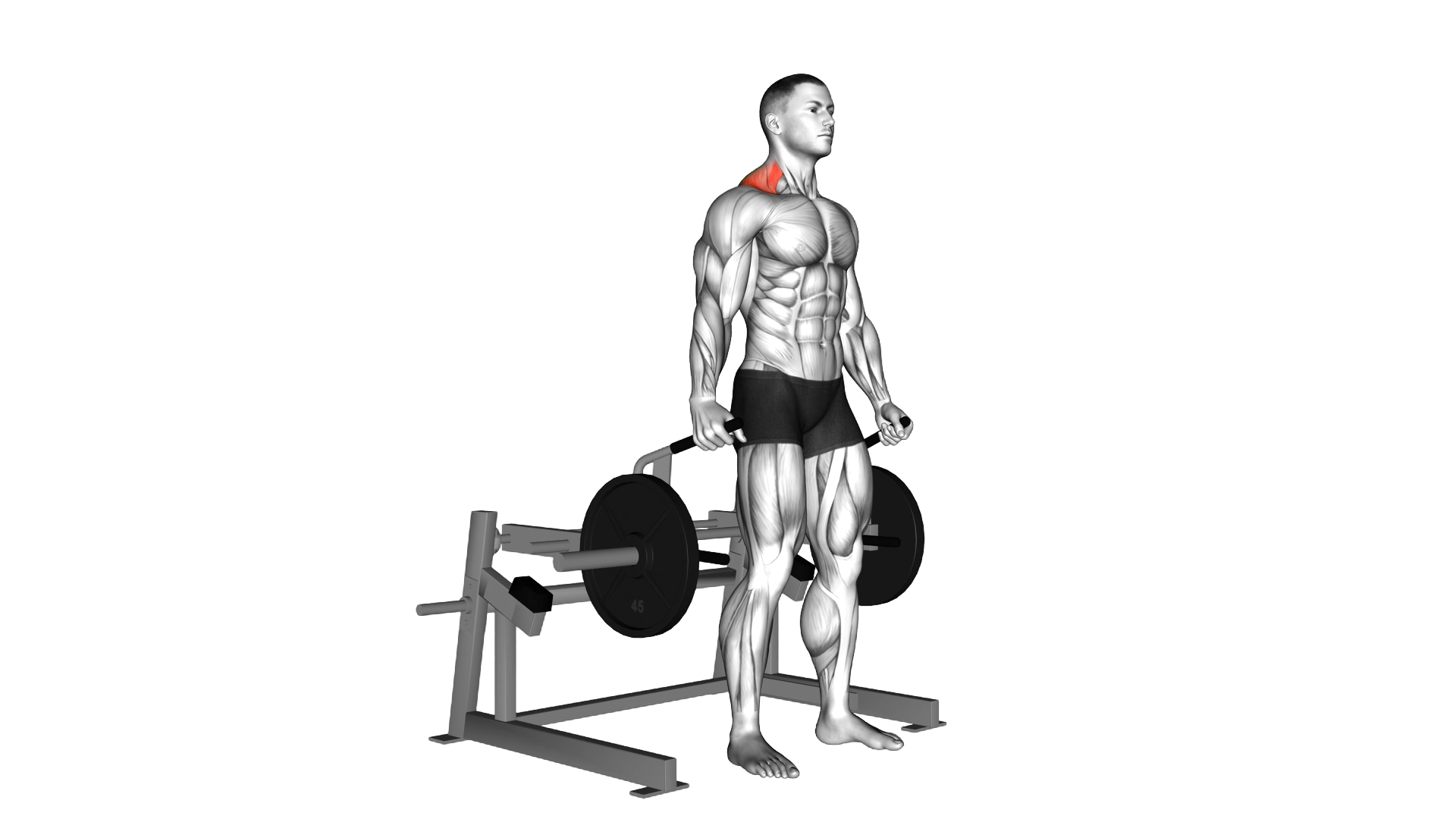 Lever Shrug (plate loaded) exercise demonstration