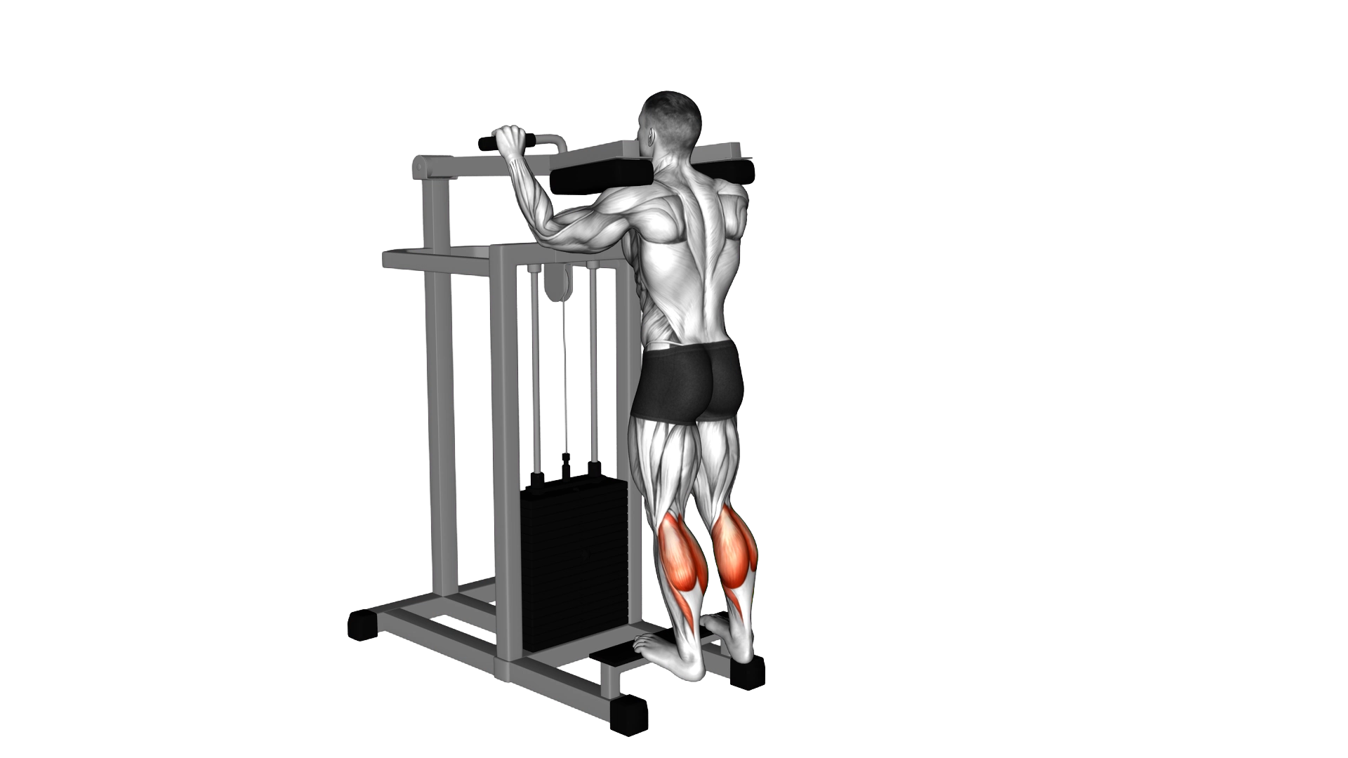 Lever Standing Calf Raise exercise demonstration