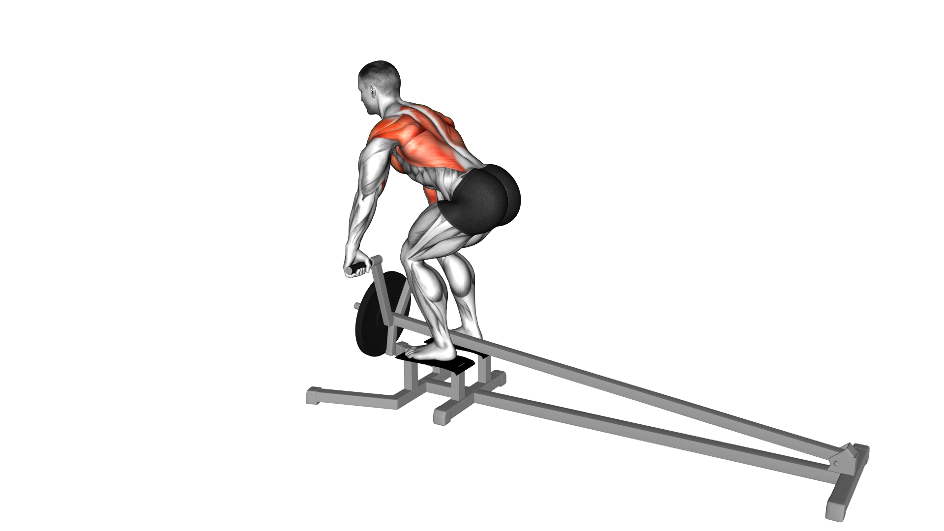 Lever T bar Row (plate loaded) exercise thumbnail
