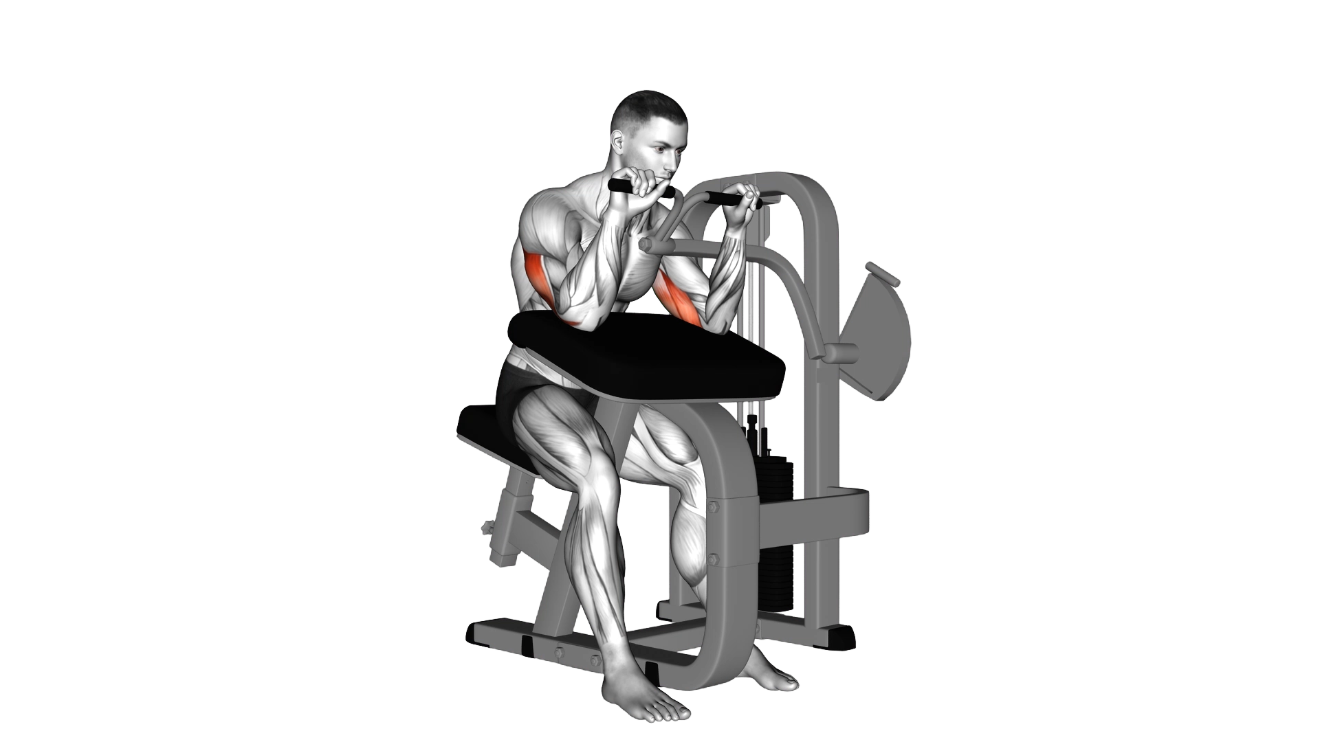 Lever Triceps Extension exercise demonstration