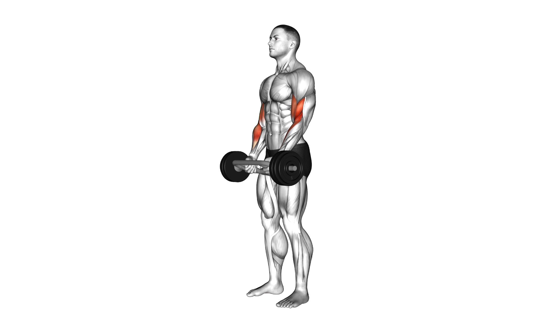Olympic Barbell Hammer Curl exercise demonstration