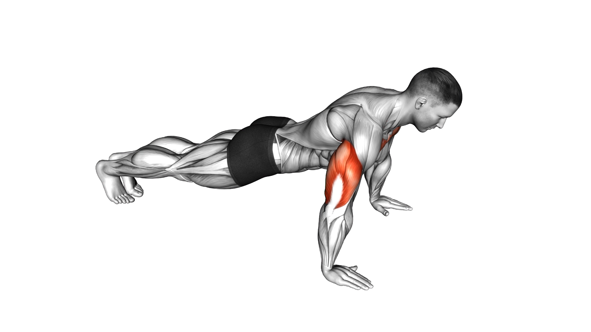 Push up m exercise demonstration