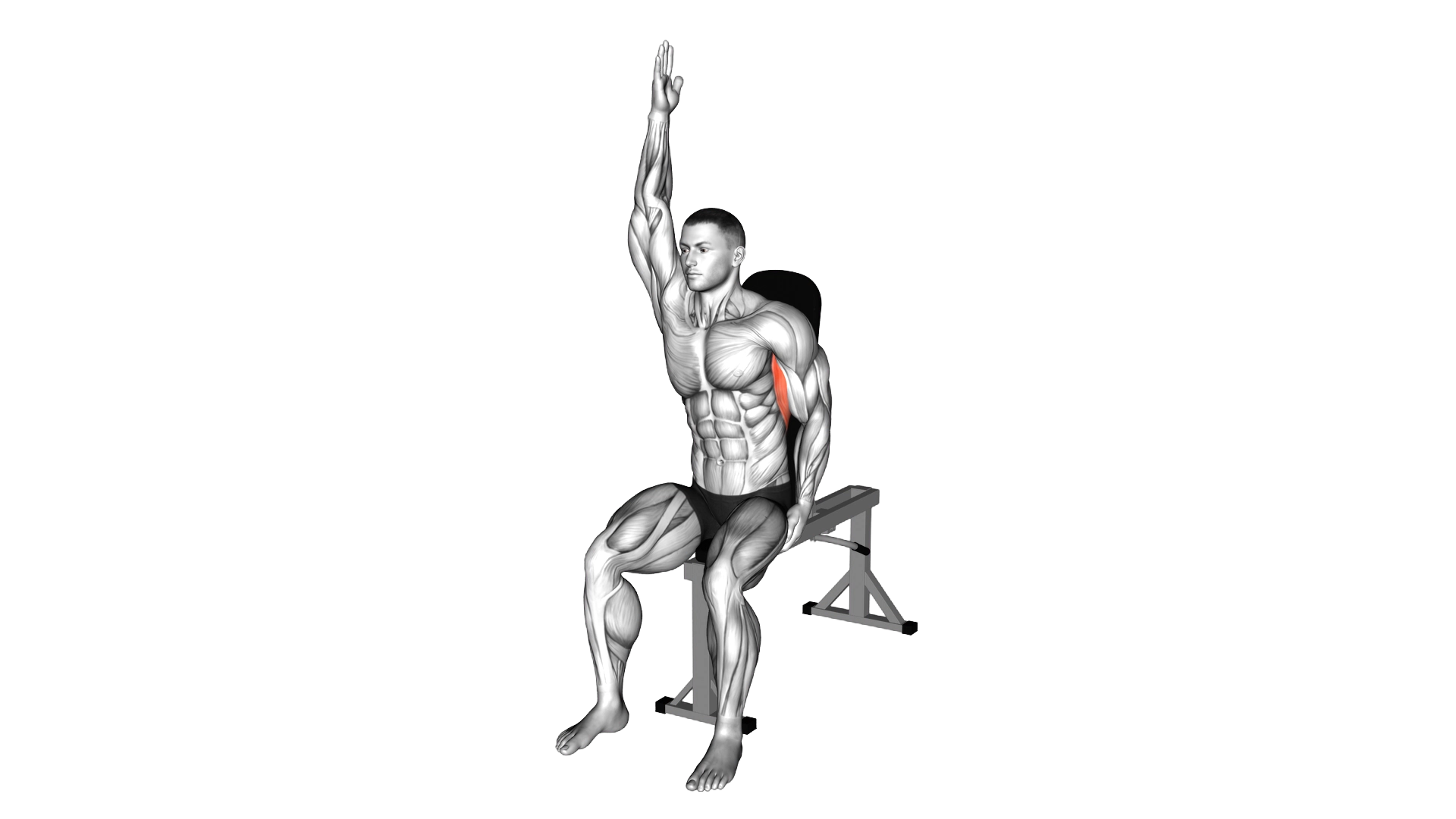 Seated Lower Back Stretch exercise demonstration