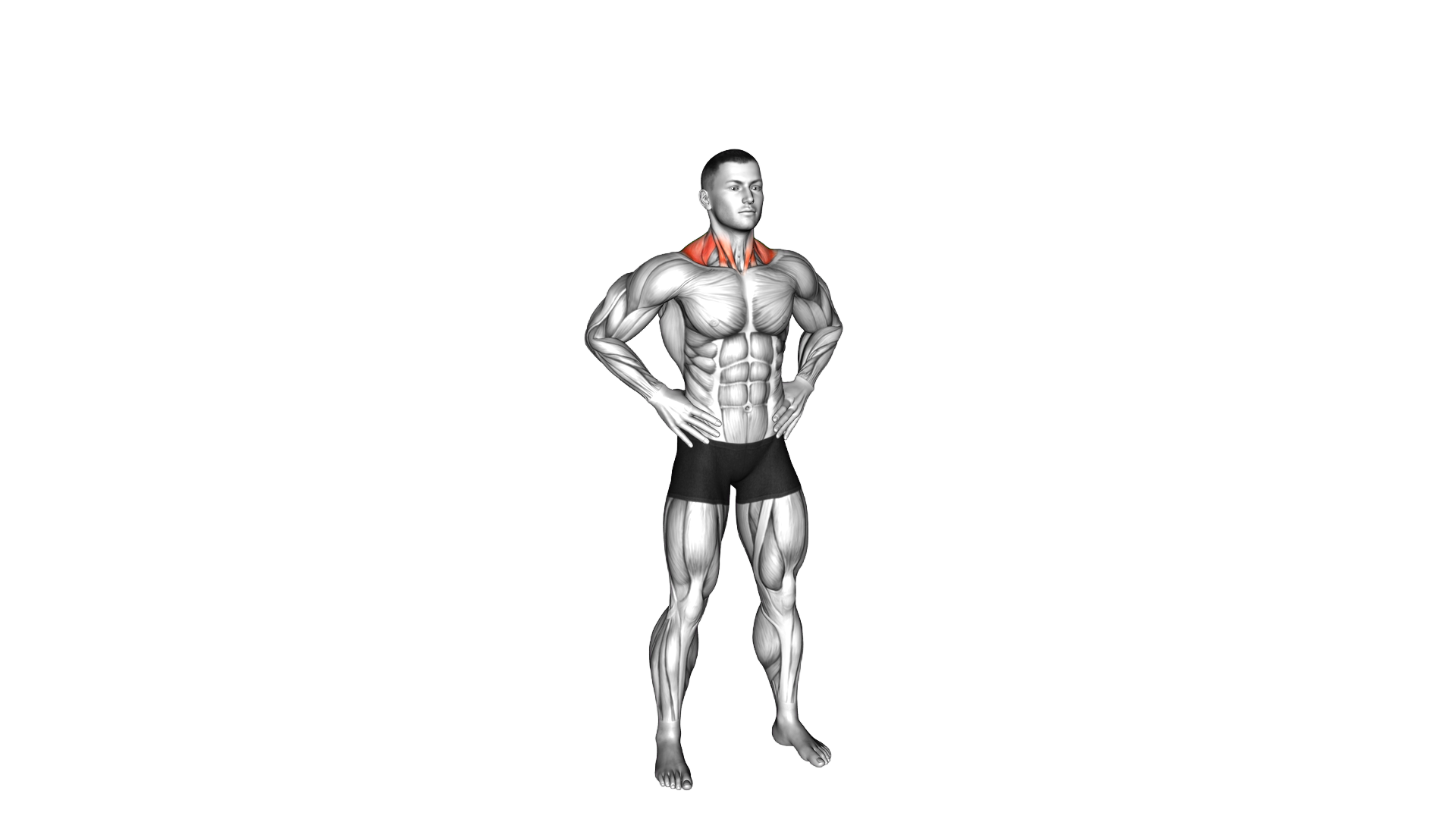 Side Neck Stretch exercise demonstration
