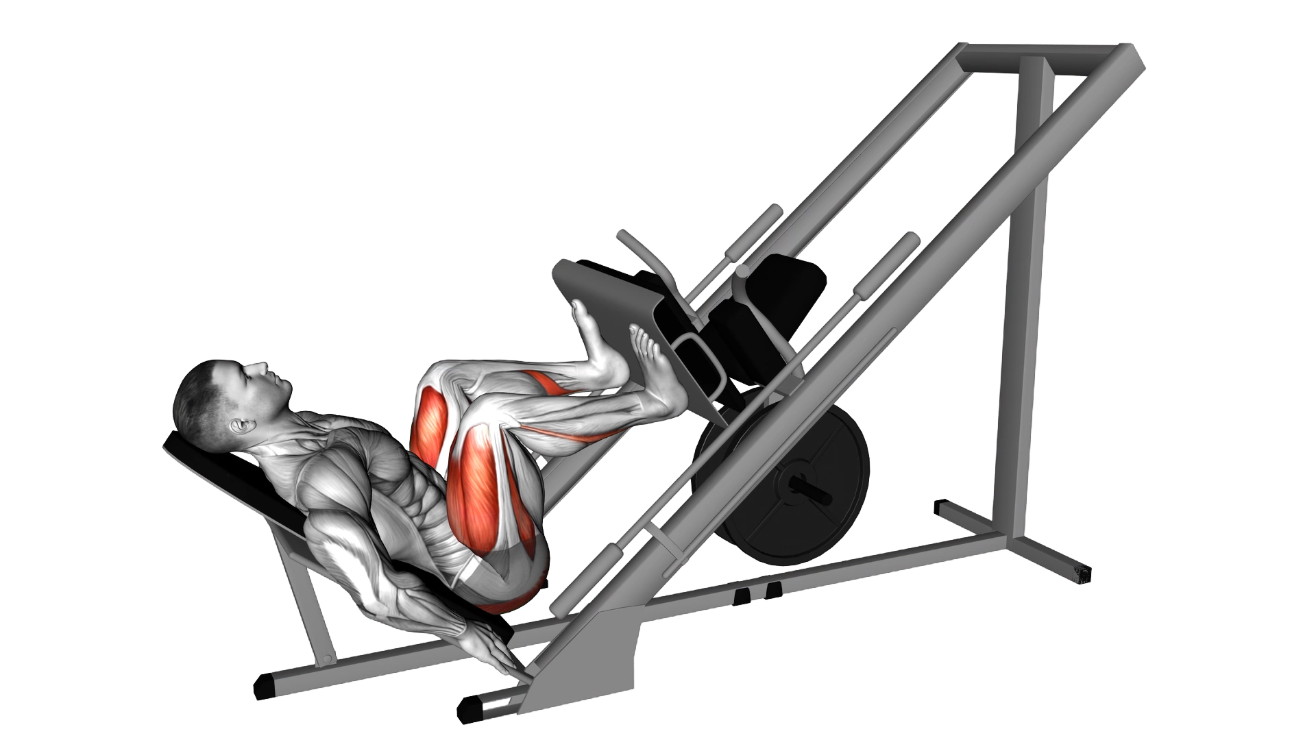 Sled 45 degrees Leg Press exercise demonstration