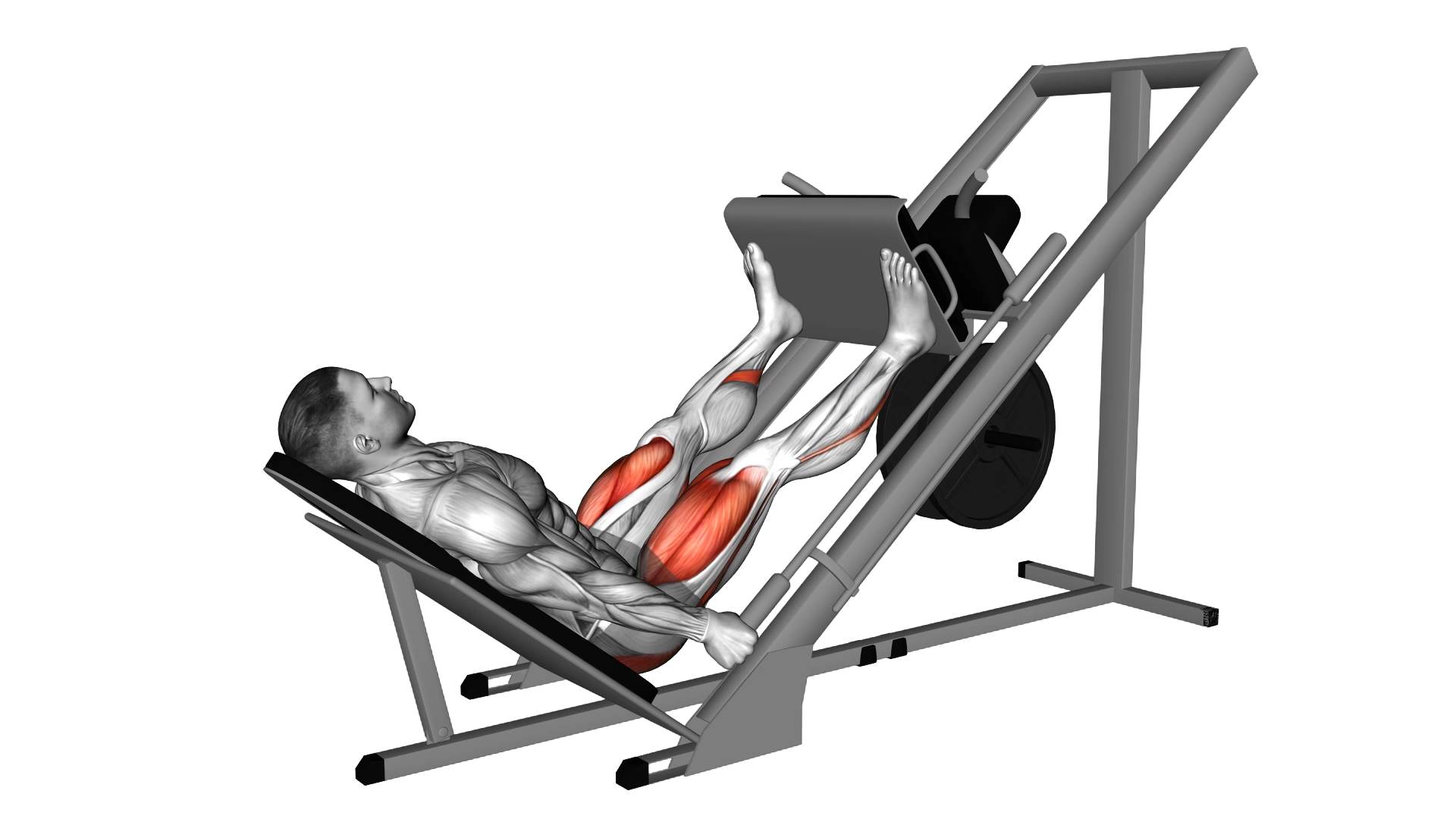 Sled 45 Leg Wide Press exercise demonstration