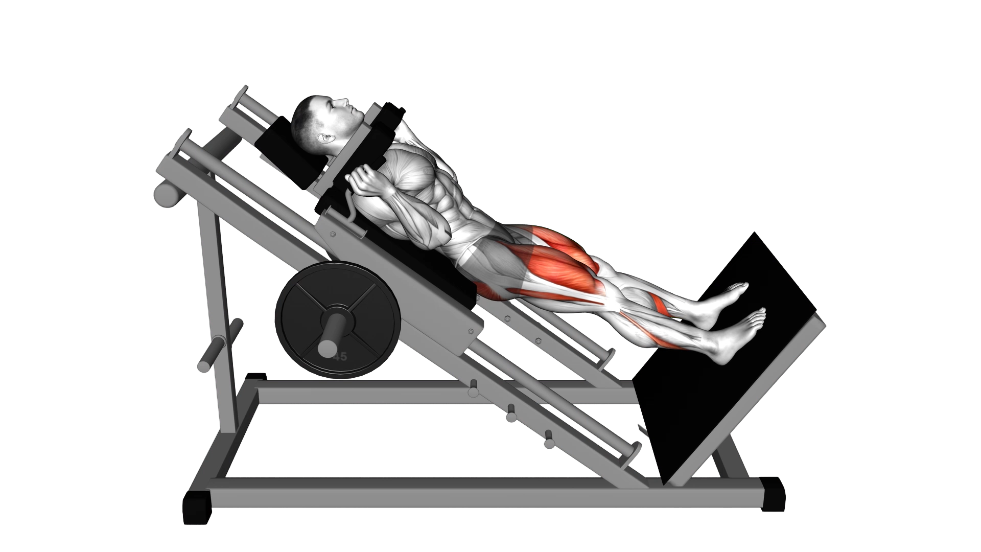 Sled Hack Squat exercise demonstration