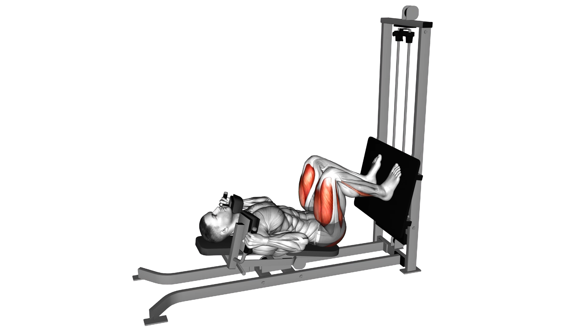 Sled Lying Squat exercise demonstration