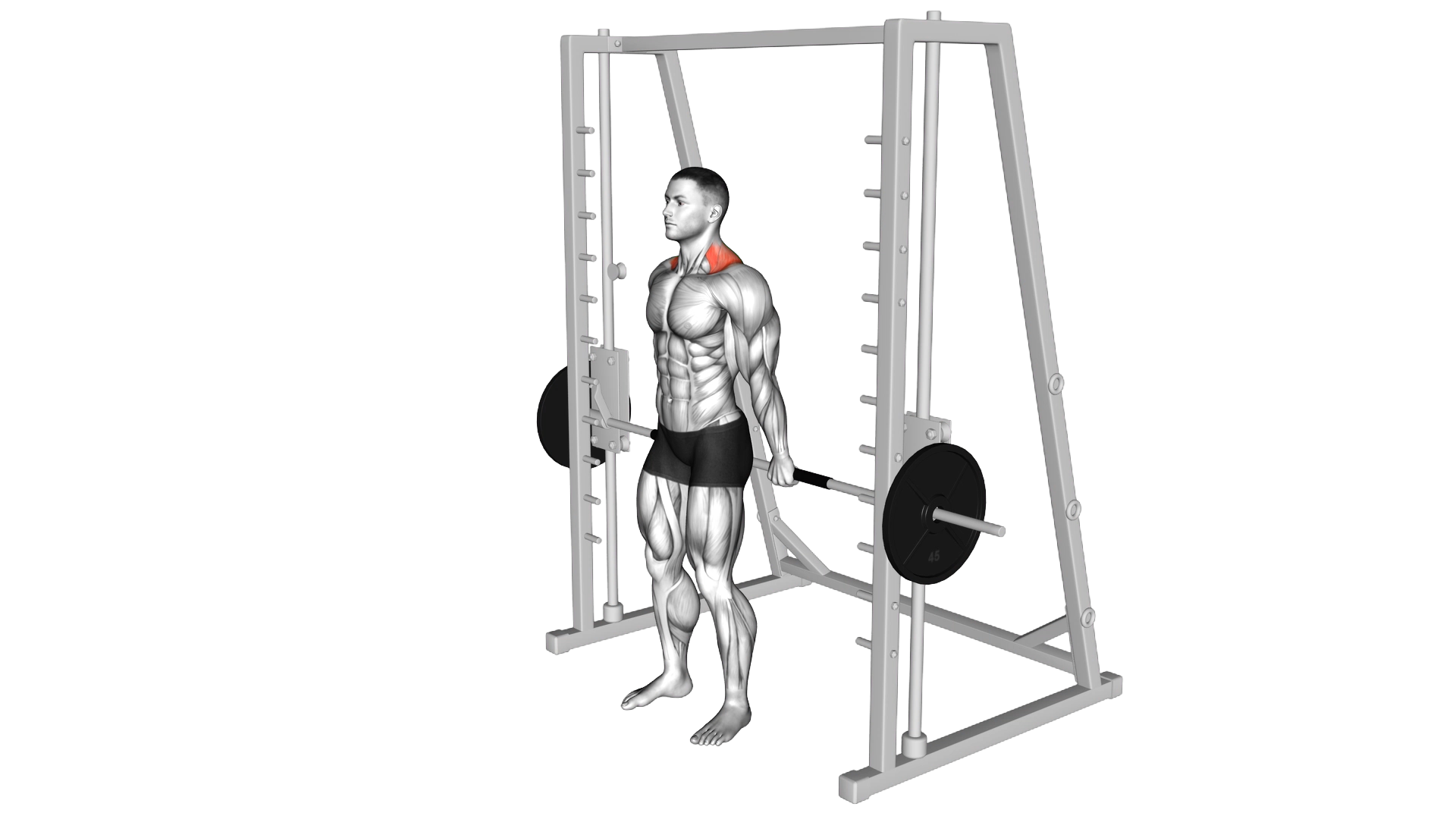 Smith Back Shrug exercise thumbnail