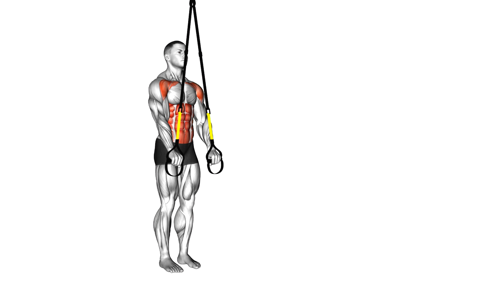 Suspended Abdominal Fallout exercise demonstration