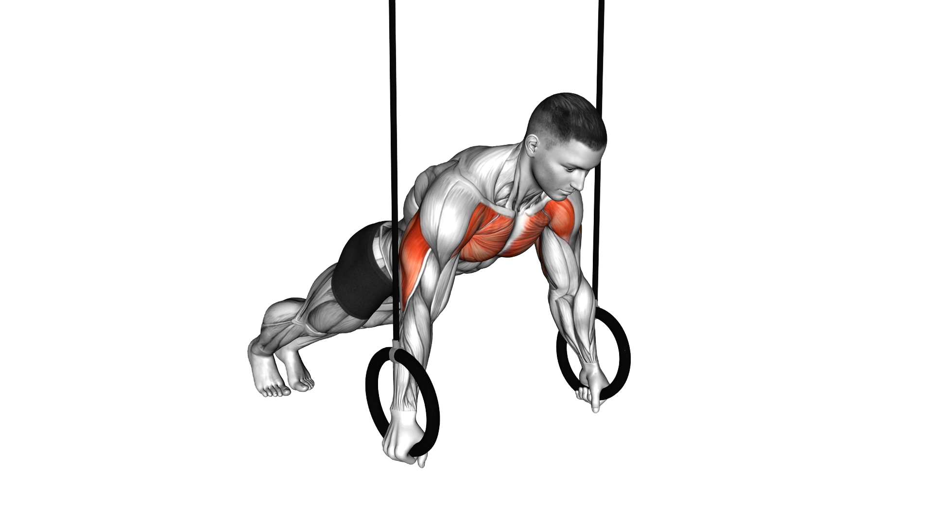 Suspended Push Up exercise demonstration
