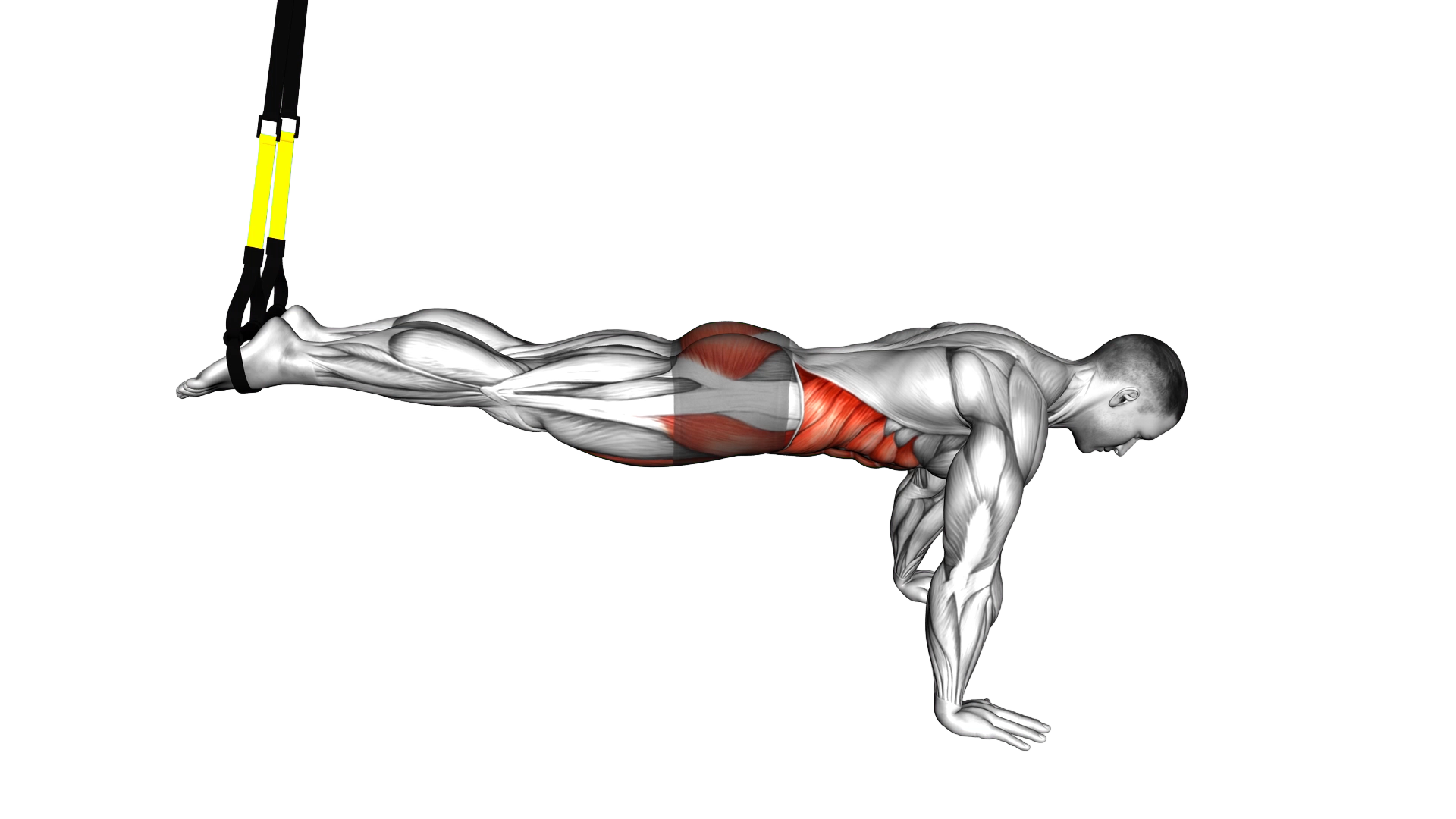 Suspender Reverse Crunch exercise demonstration