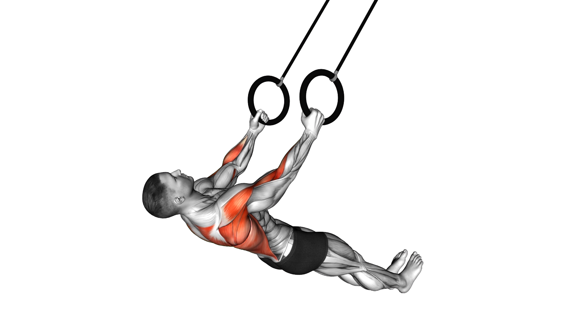 Suspended Row exercise demonstration
