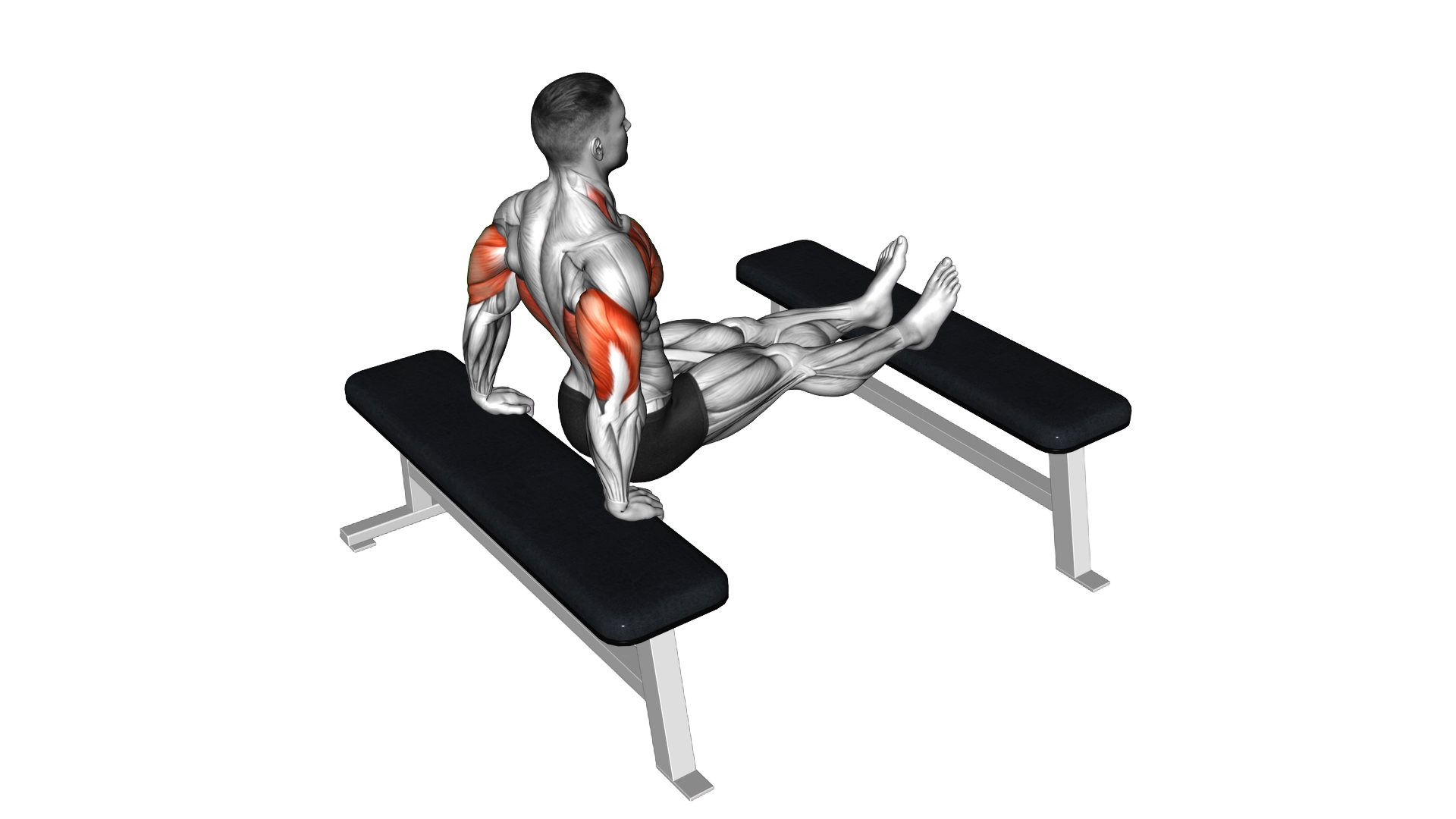 Triceps Dip (bench leg) exercise thumbnail