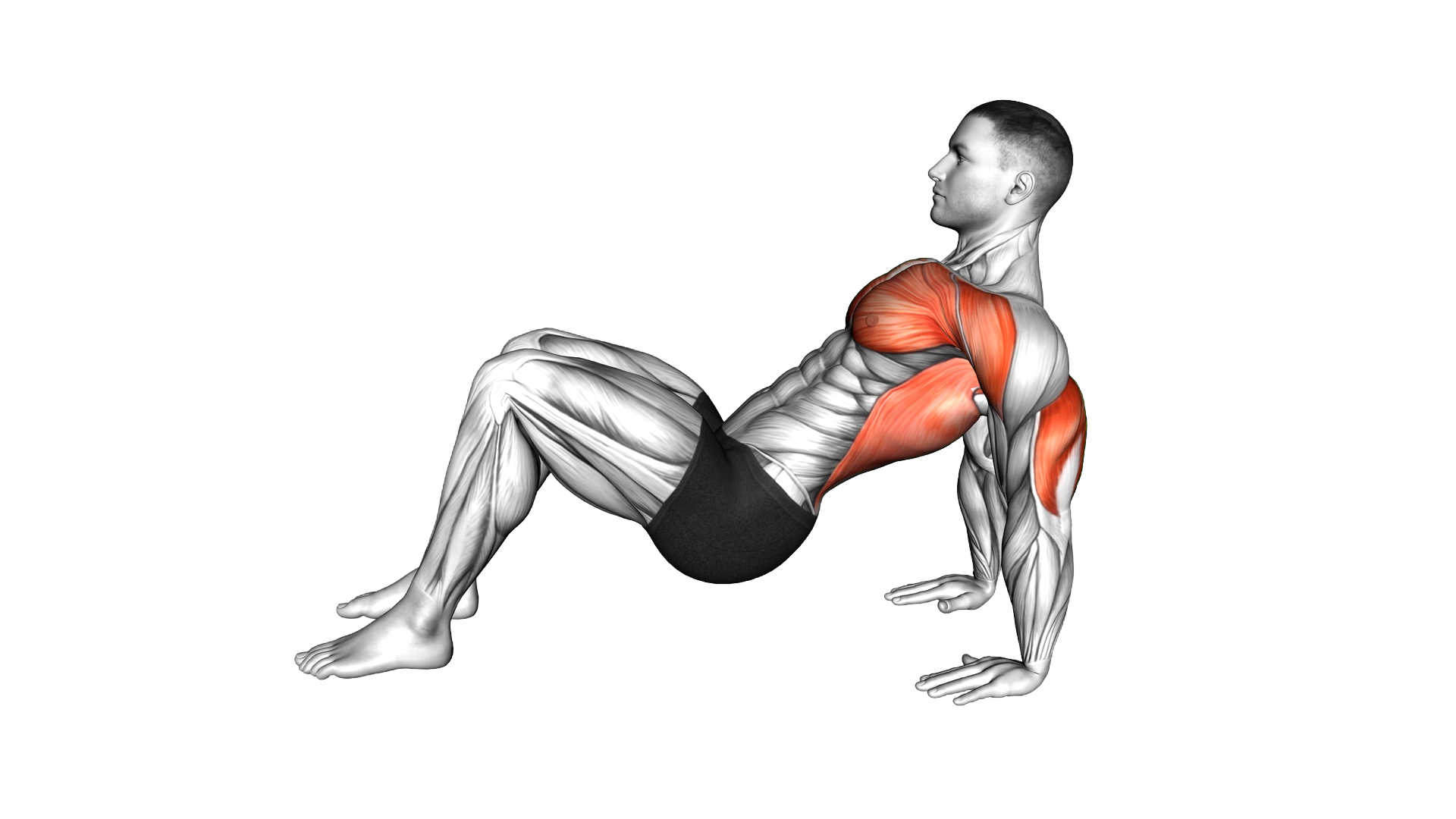 Triceps Dips Floor exercise demonstration