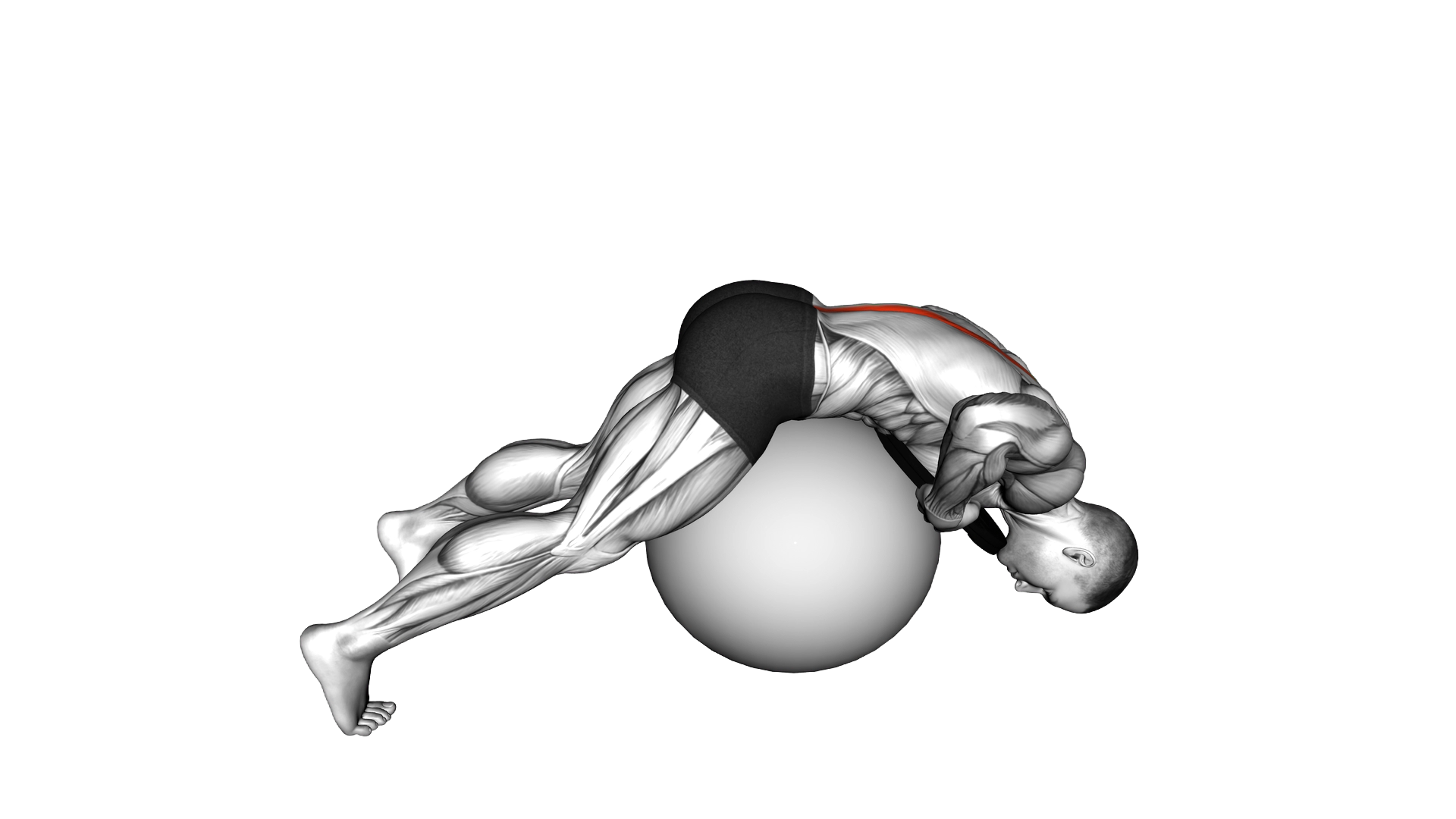 Weighted Hyperextension (on stability ball) exercise demonstration
