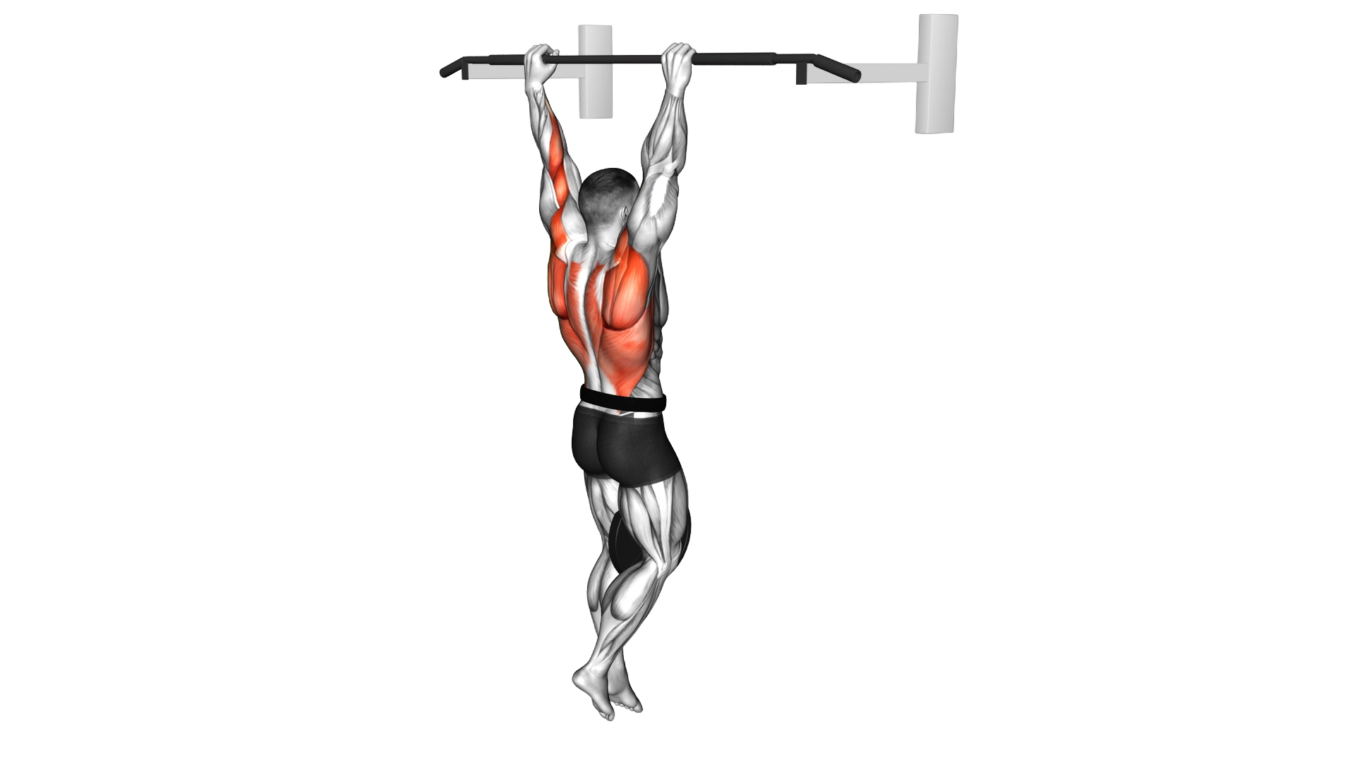 Weighted Pull Up exercise thumbnail