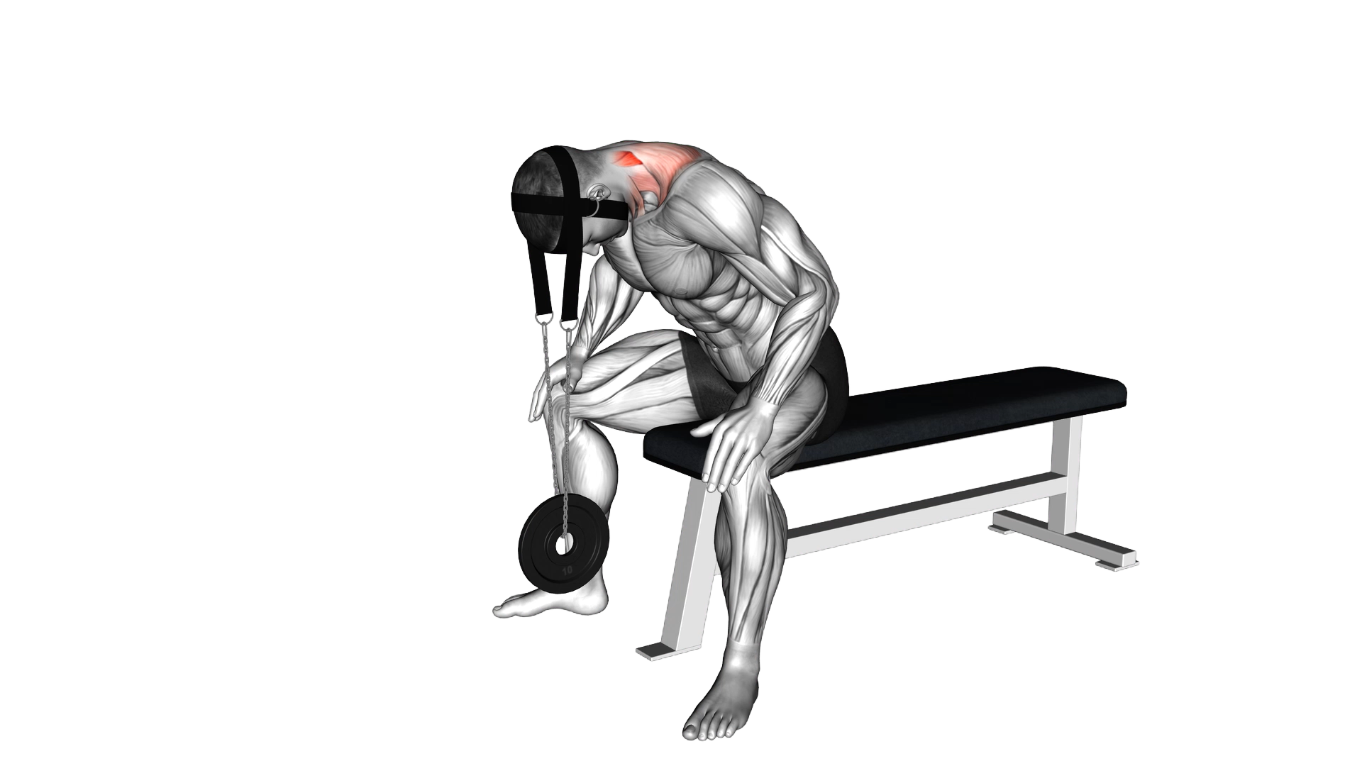 Weighted Seated Neck Extension (with head harness) exercise demonstration