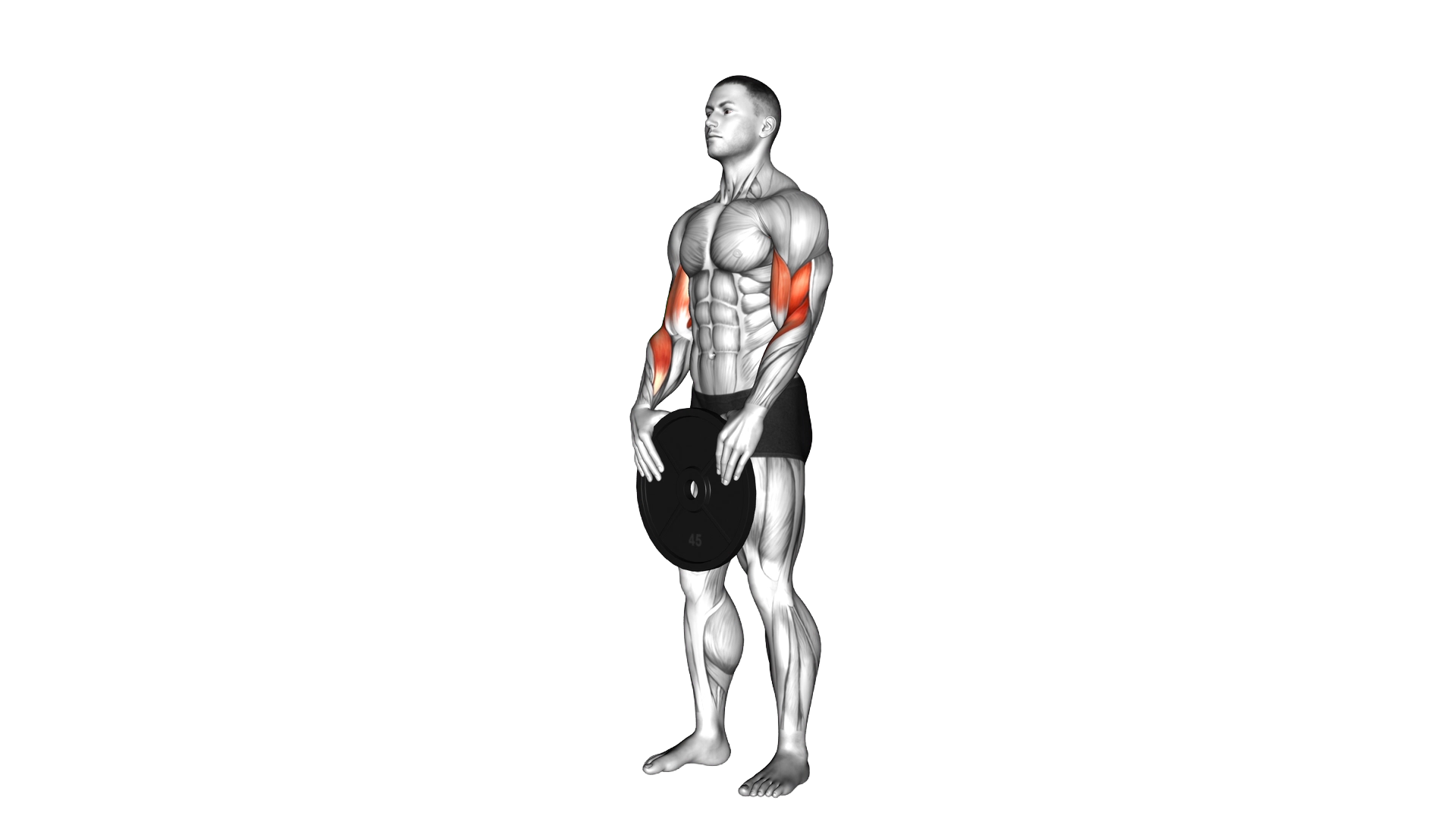 Weighted Standing Curl exercise demonstration