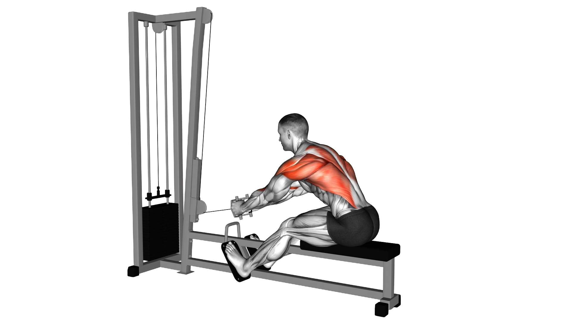 Cable Seated Row exercise demonstration