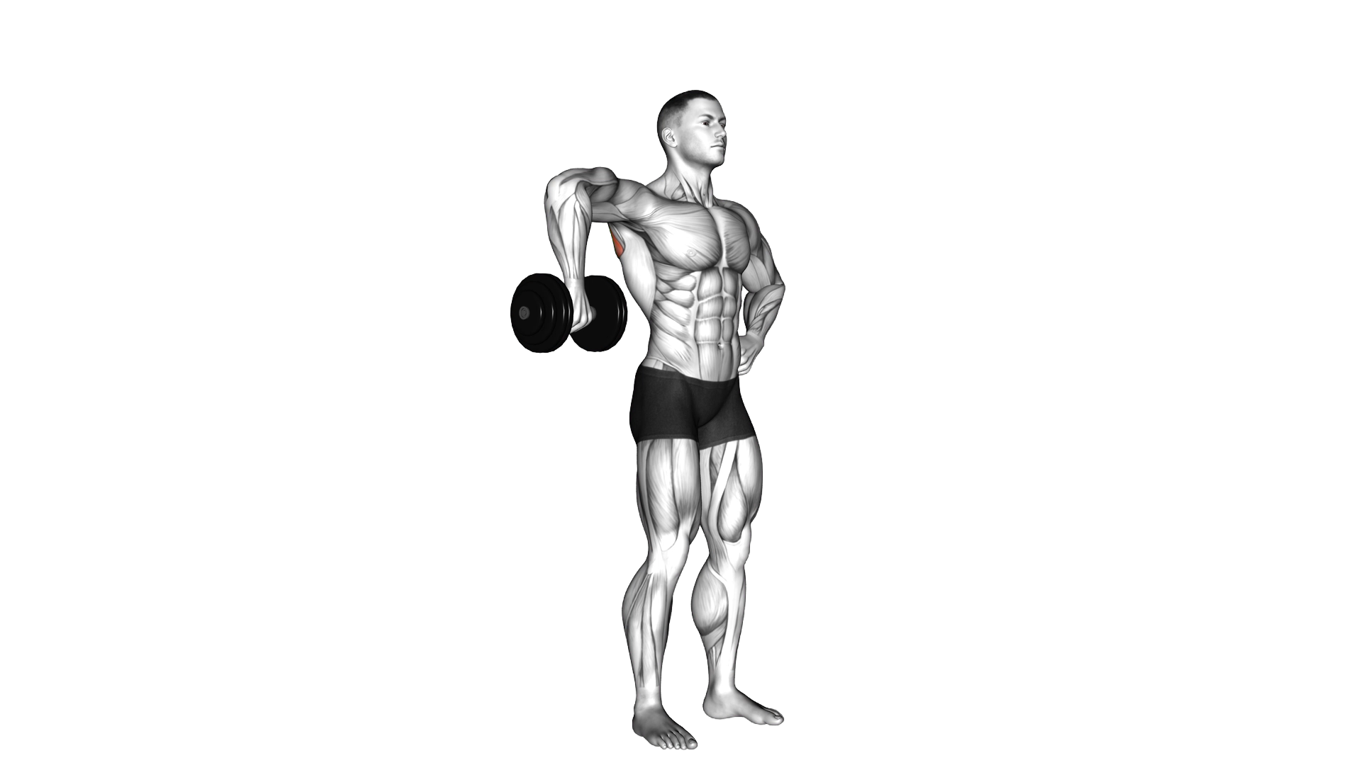 Dumbbell Upright Shoulder External Rotation exercise demonstration