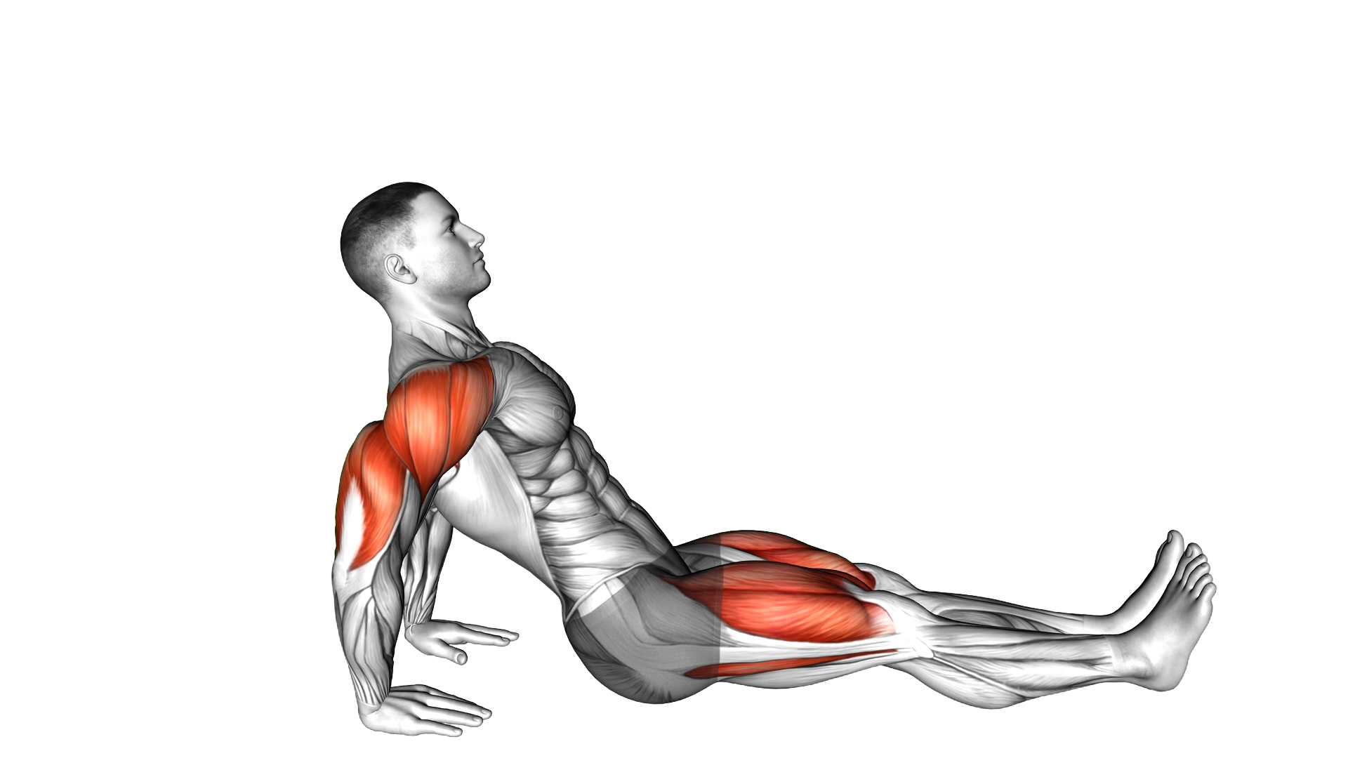 Reverse plank exercise demonstration