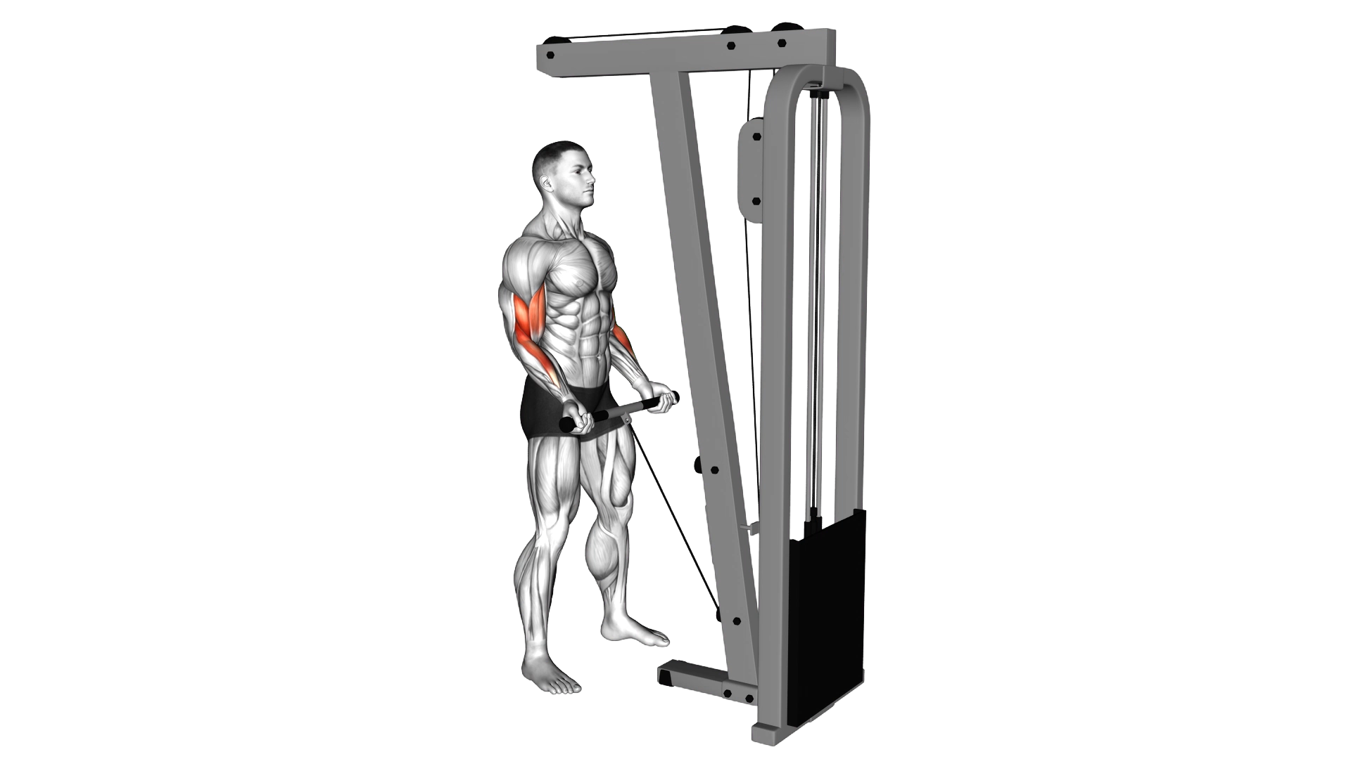 Cable Curl exercise demonstration