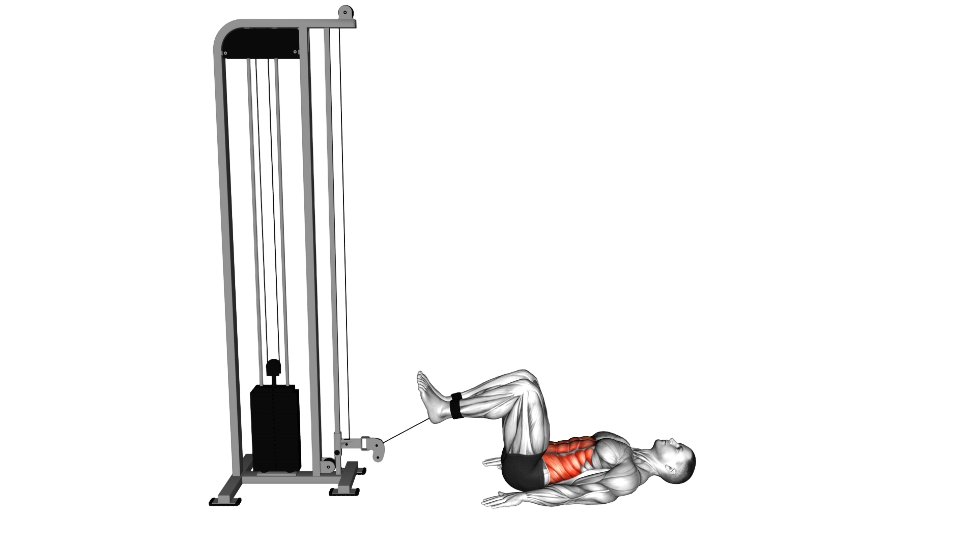 Cable Reverse Crunch exercise demonstration