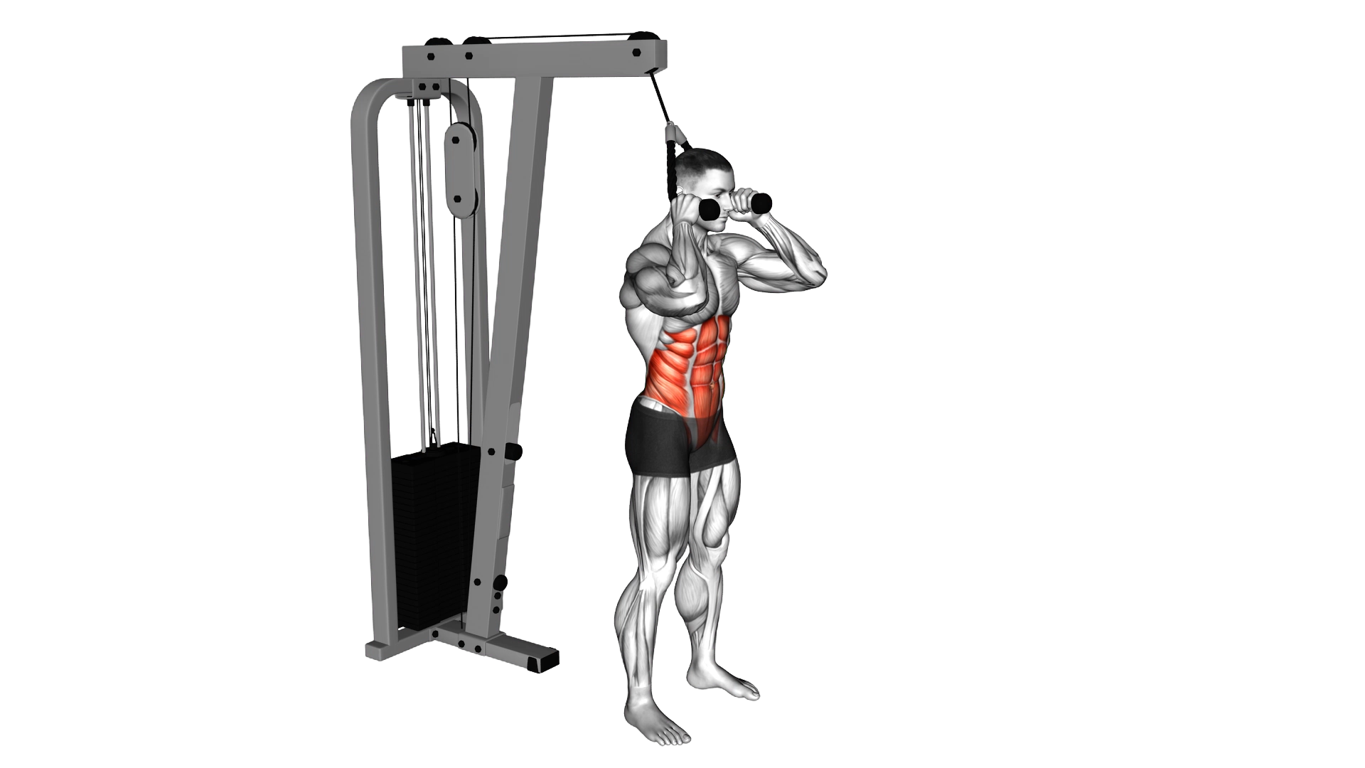 Cable Standing Crunch (with rope attachment) exercise demonstration